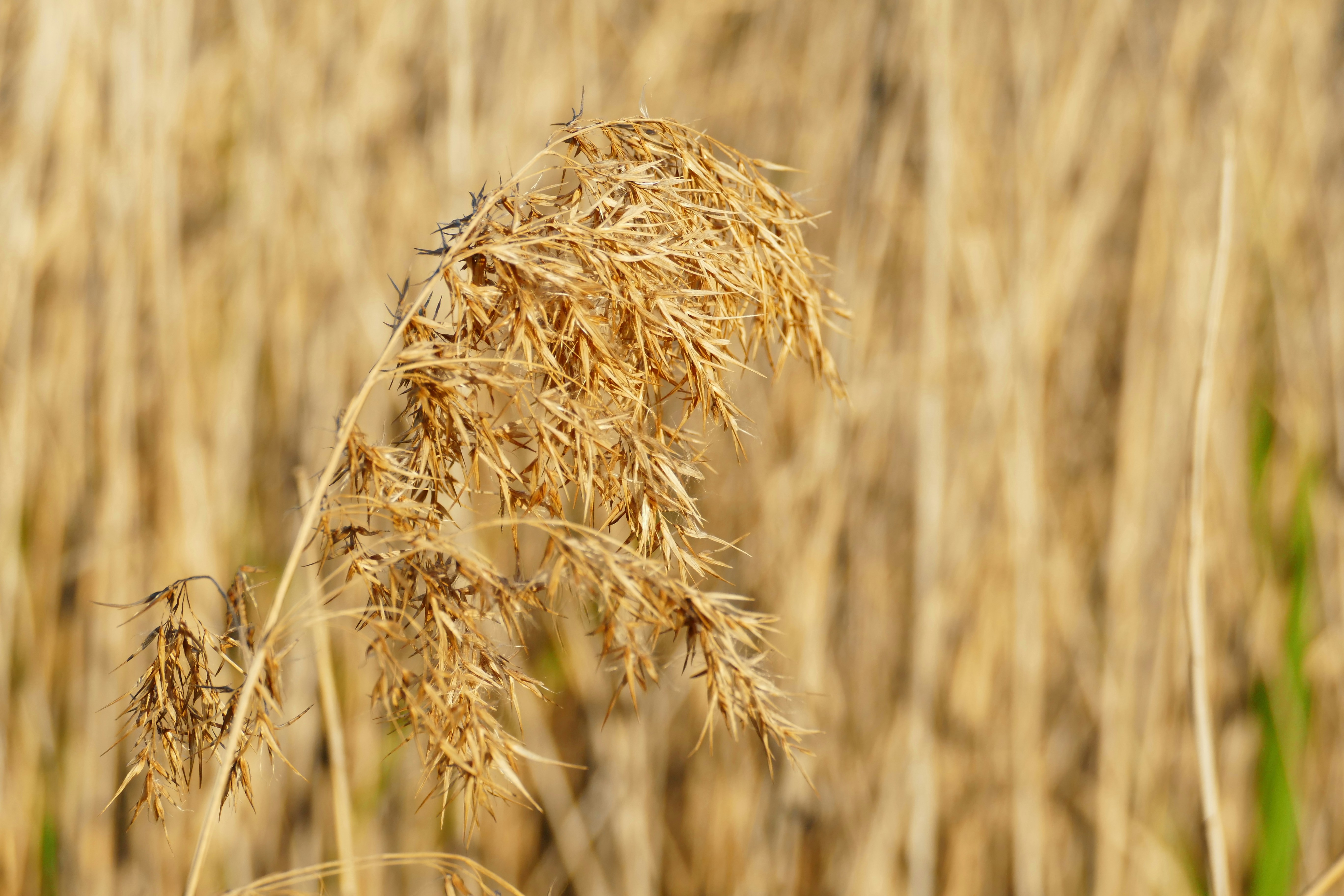 Abundant Crop Harvest