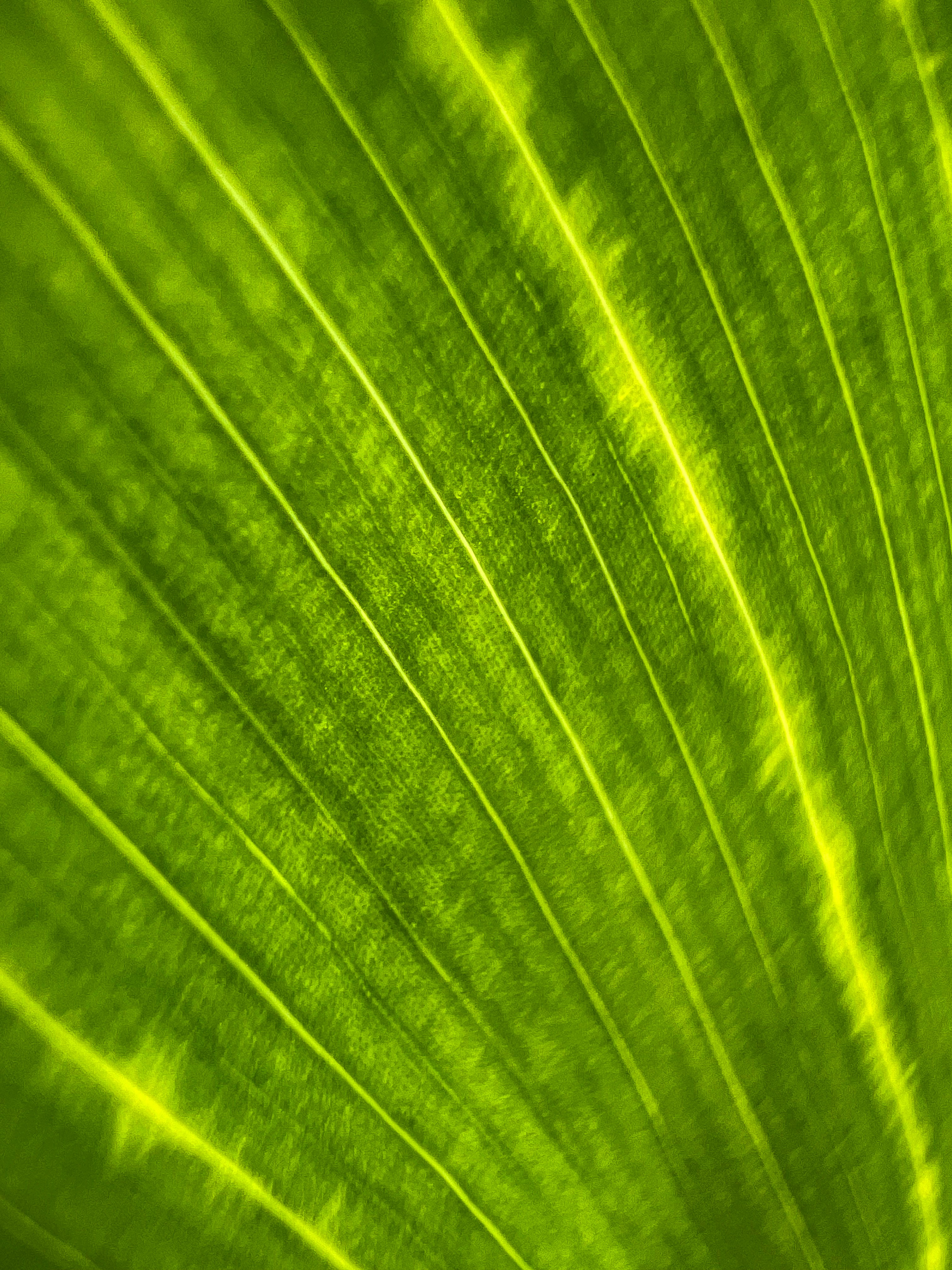 A close up view of a green leaf