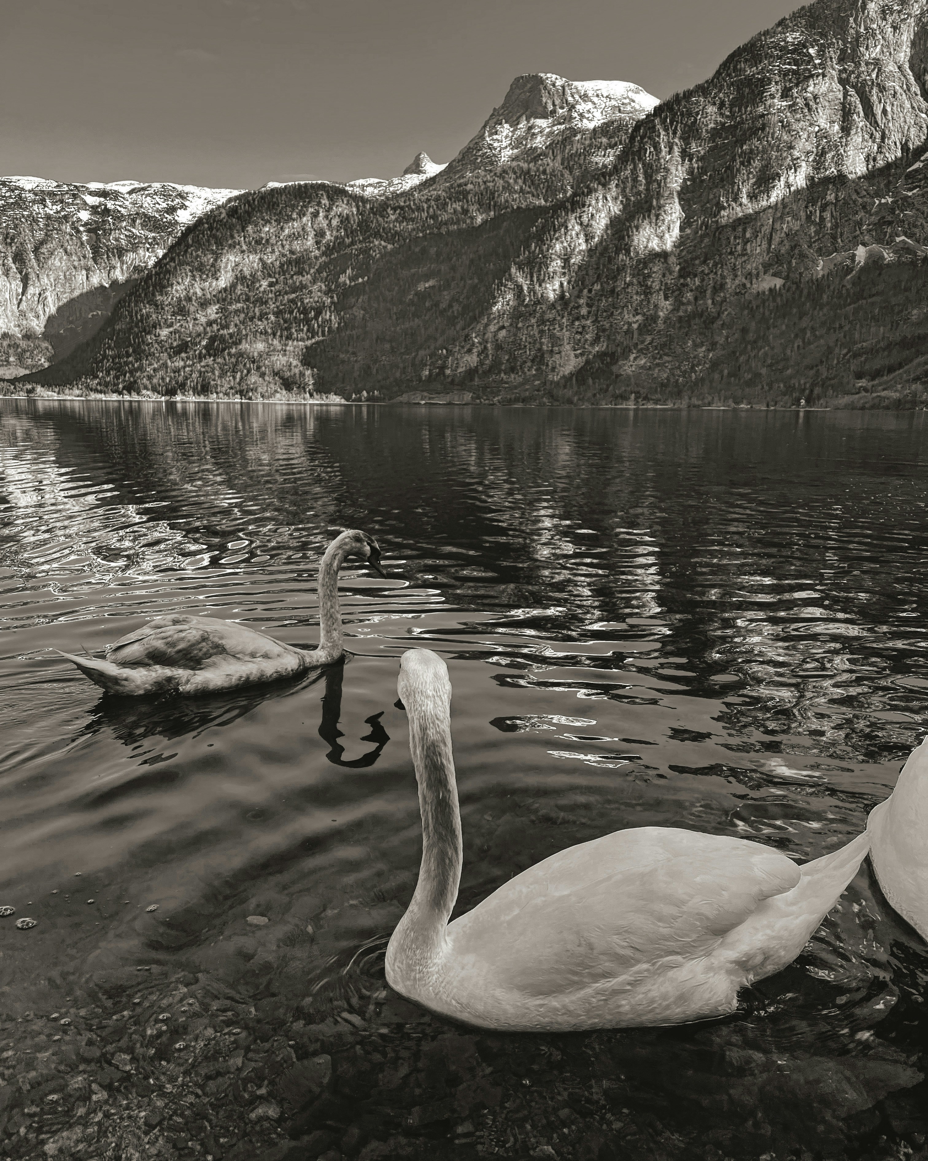 A couple of swans floating on top of a lake