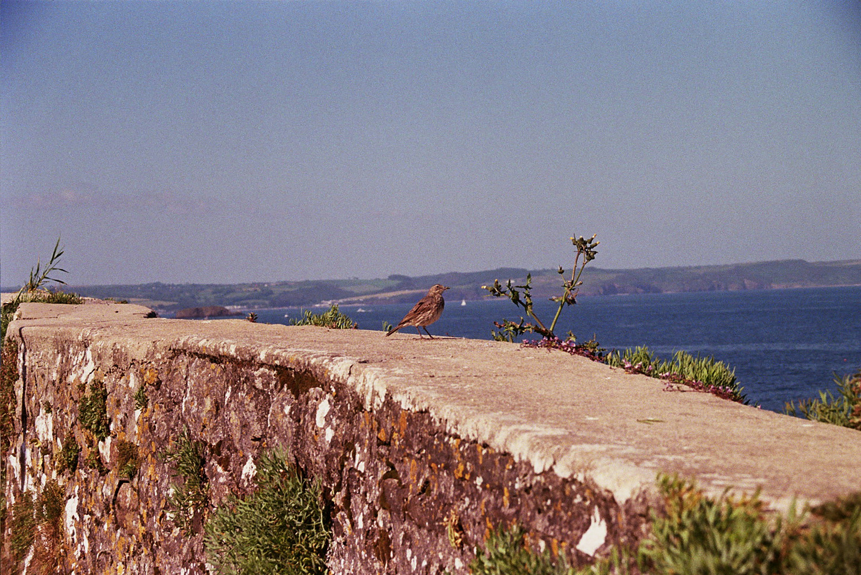 A bird sitting on the edge of a stone wall