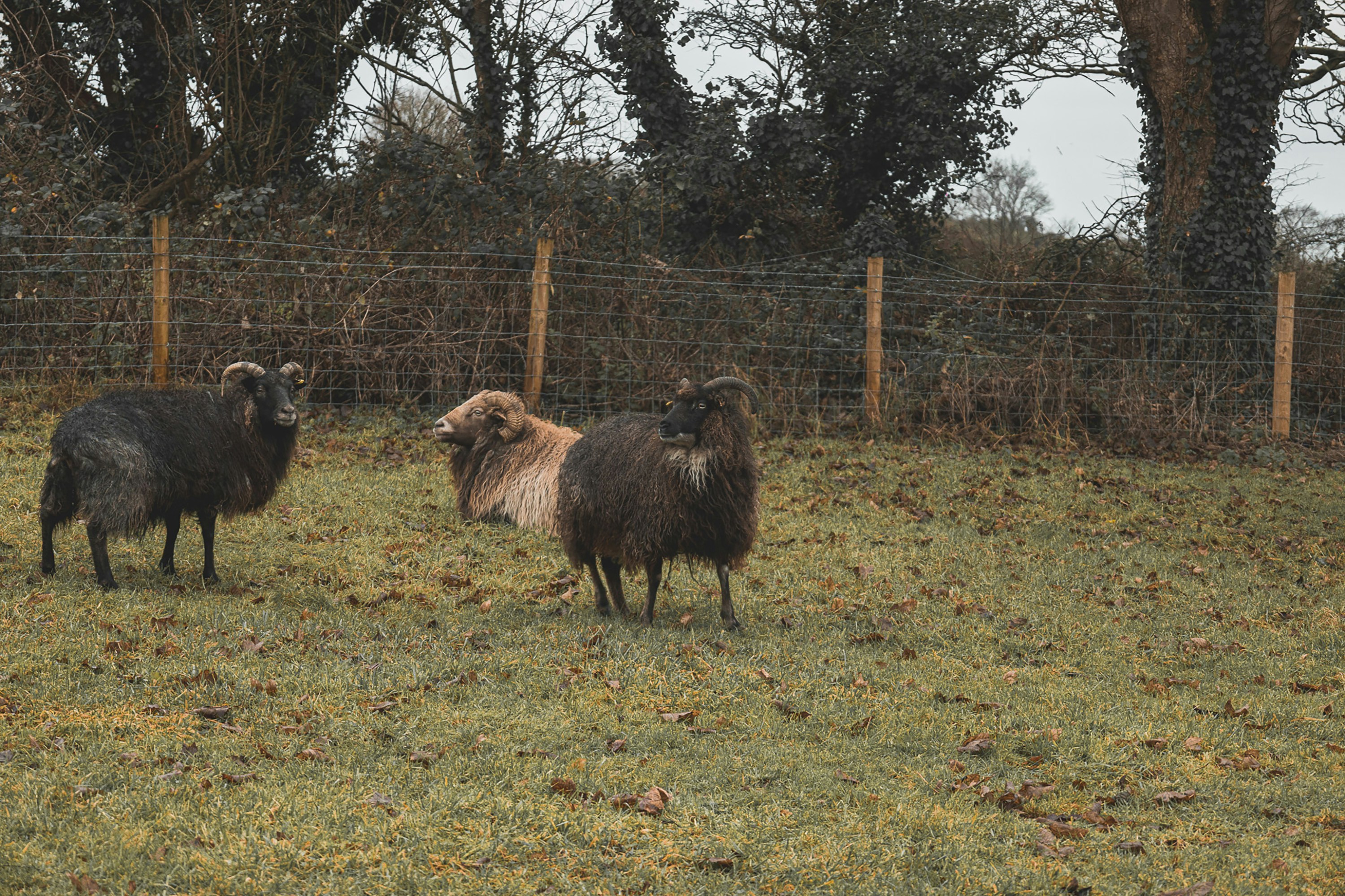 A group of sheep standing on top of a grass covered field