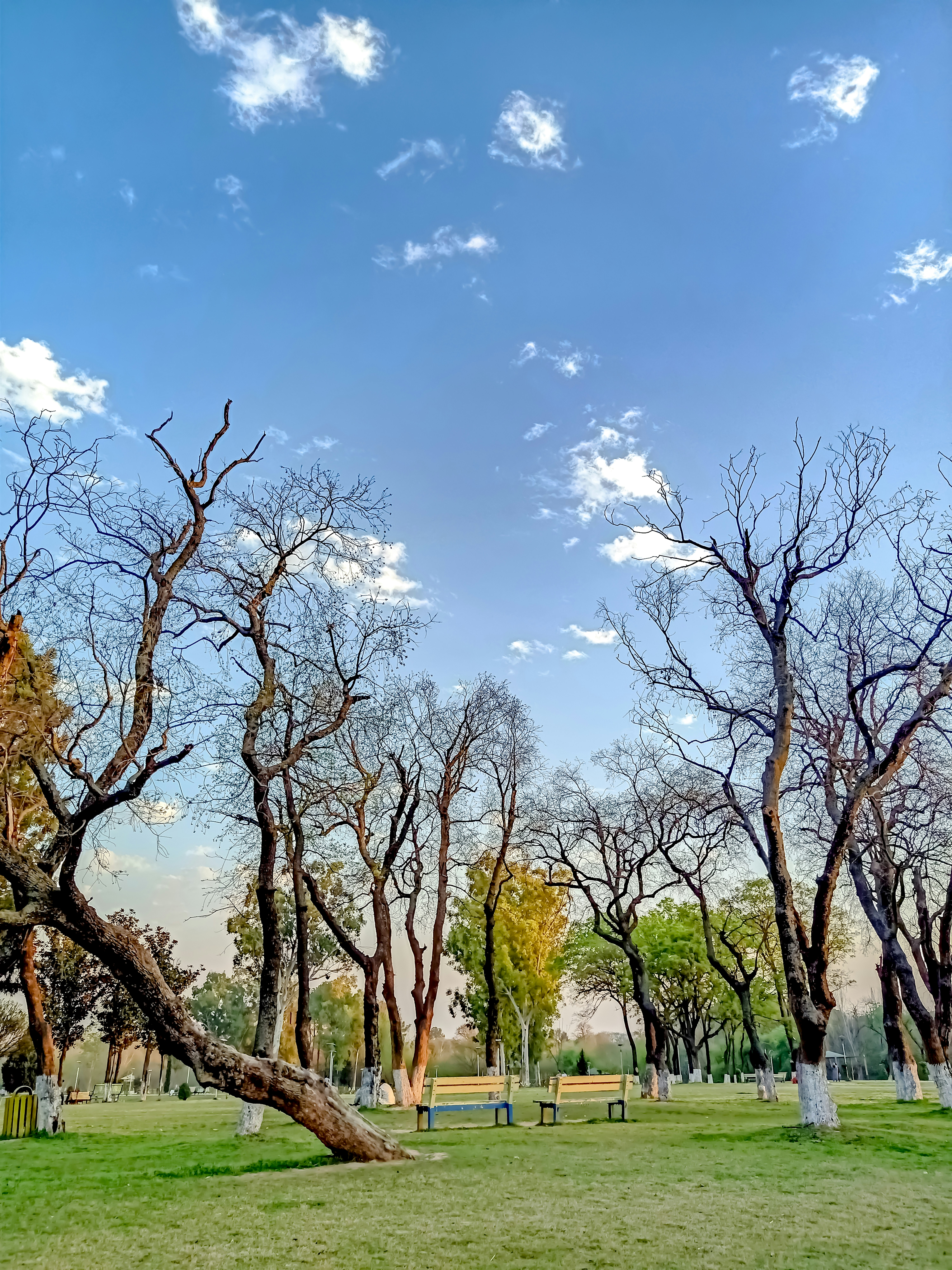A group of trees that are standing in the grass