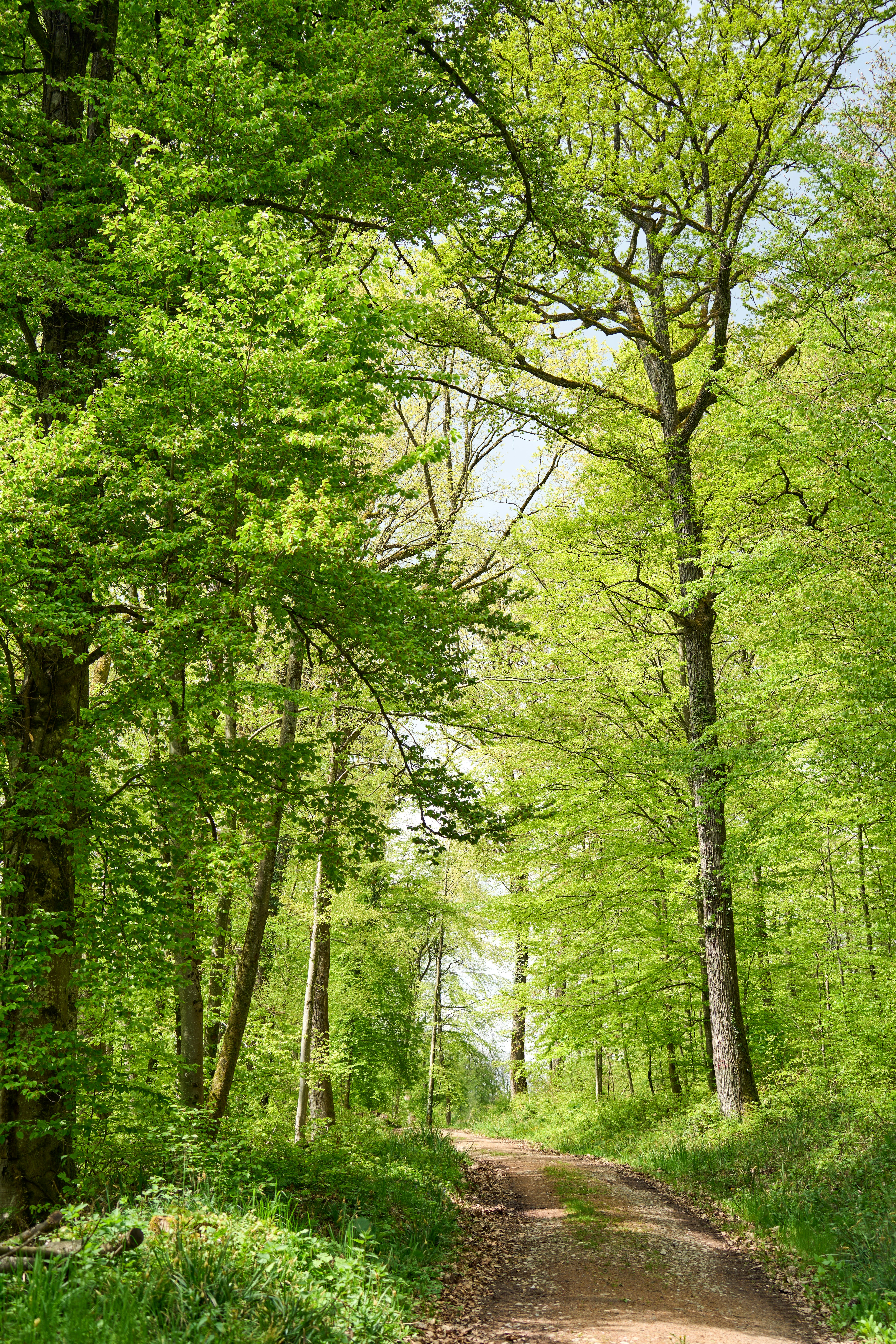 Photo by wolfgang_hasselmann