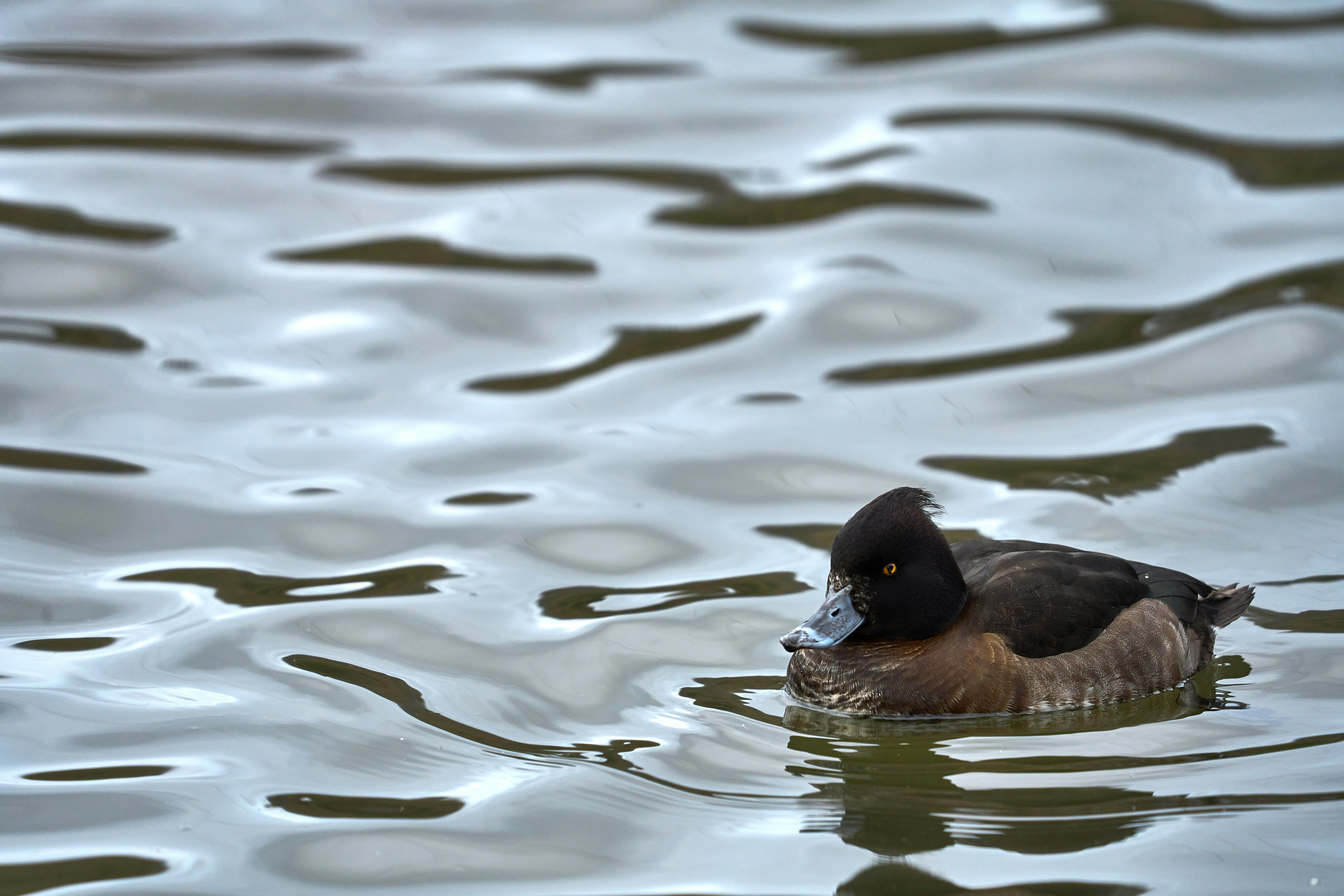 Photo by wolfgang_hasselmann