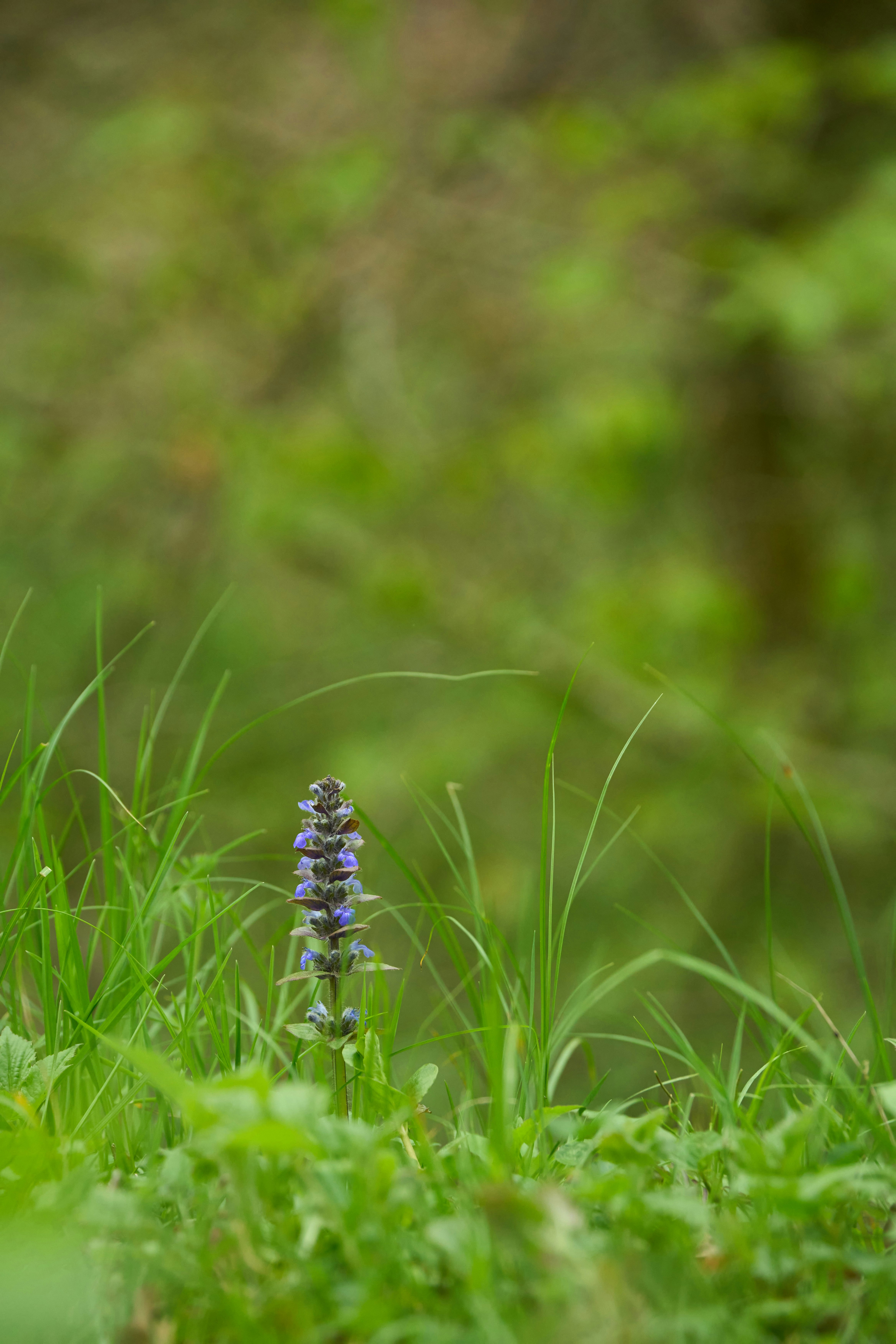 Photo by wolfgang_hasselmann