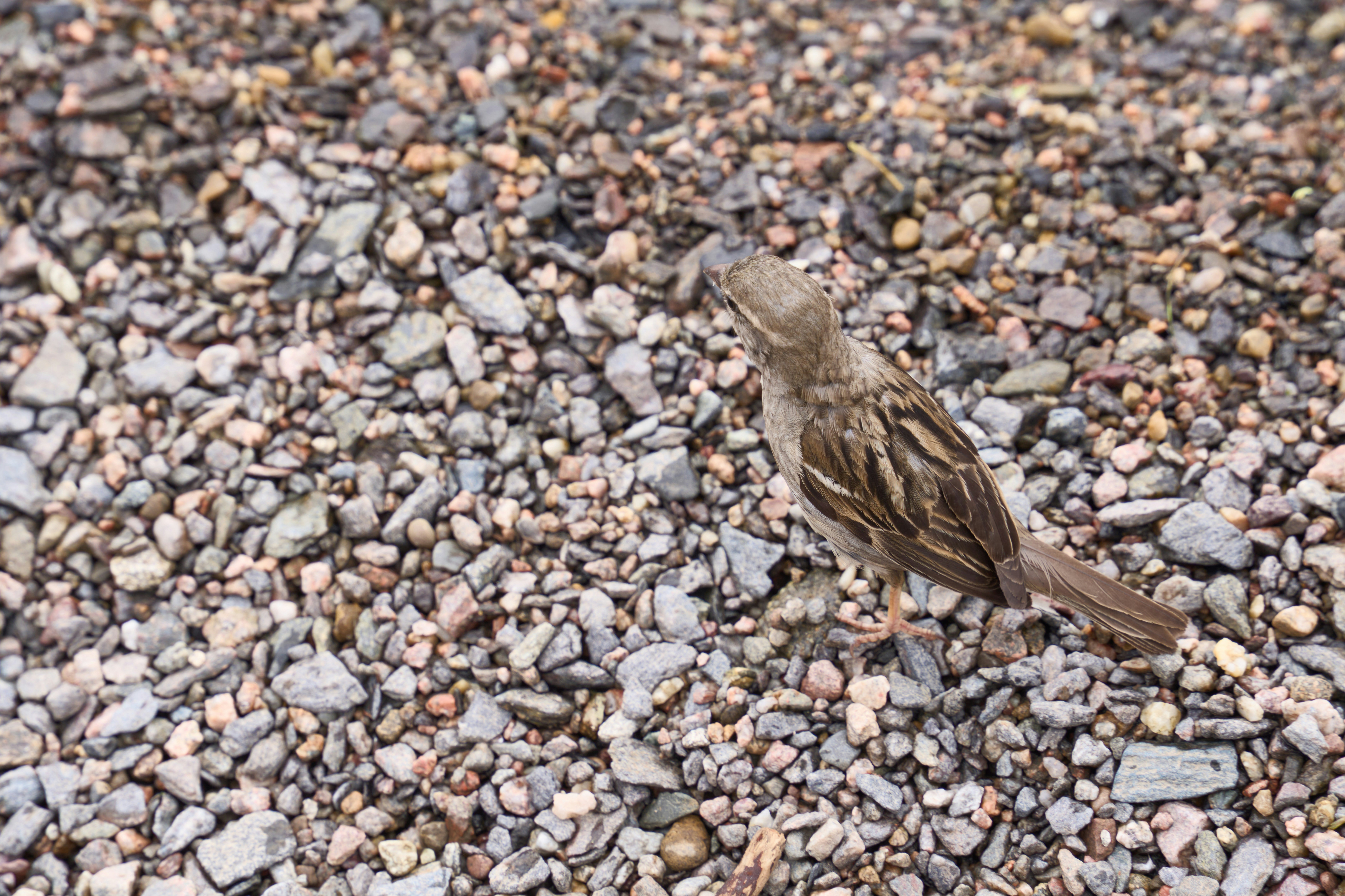 Photo by wolfgang_hasselmann