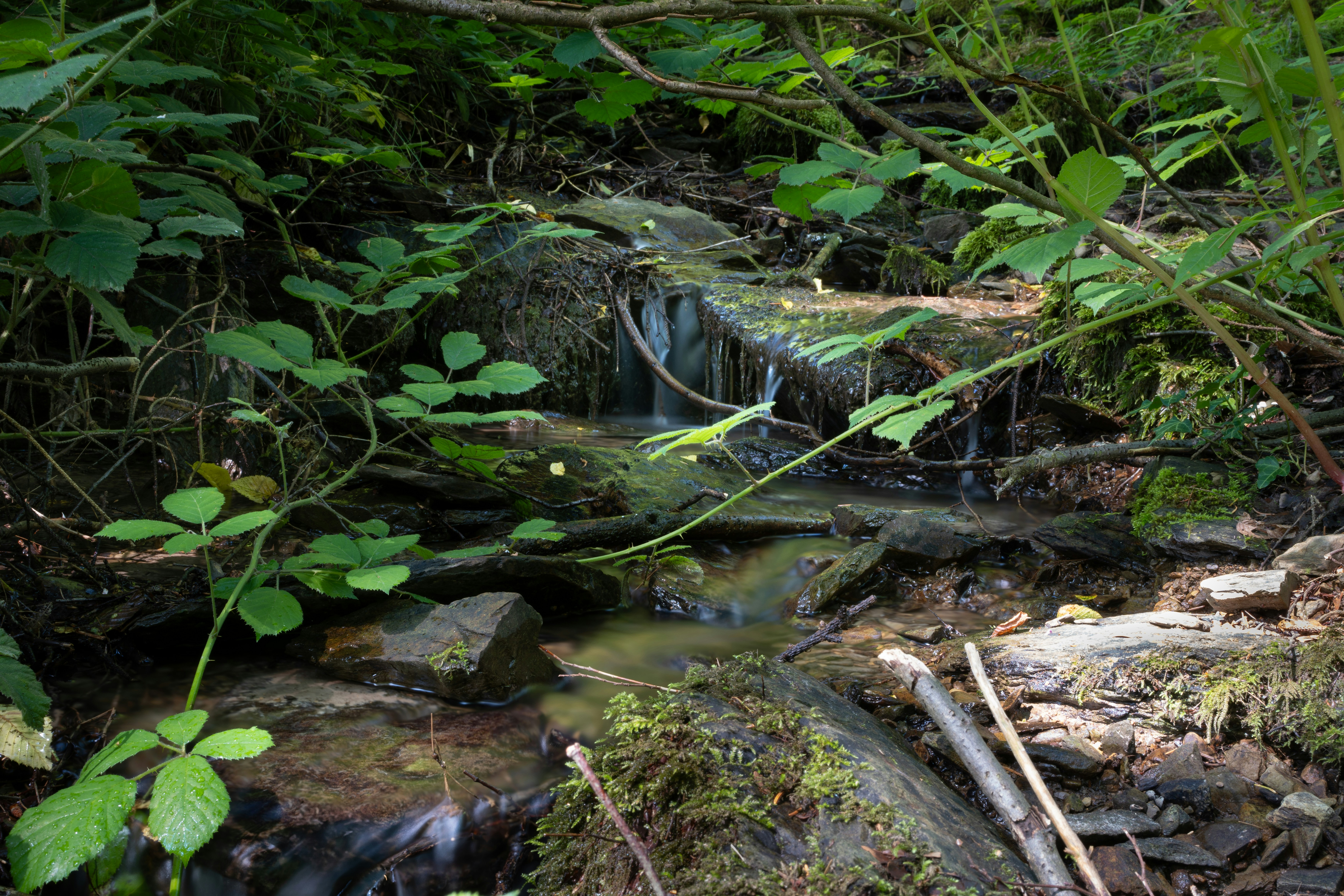 A stream running through a lush green forest