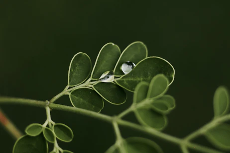 A close up of a green plant with leaves