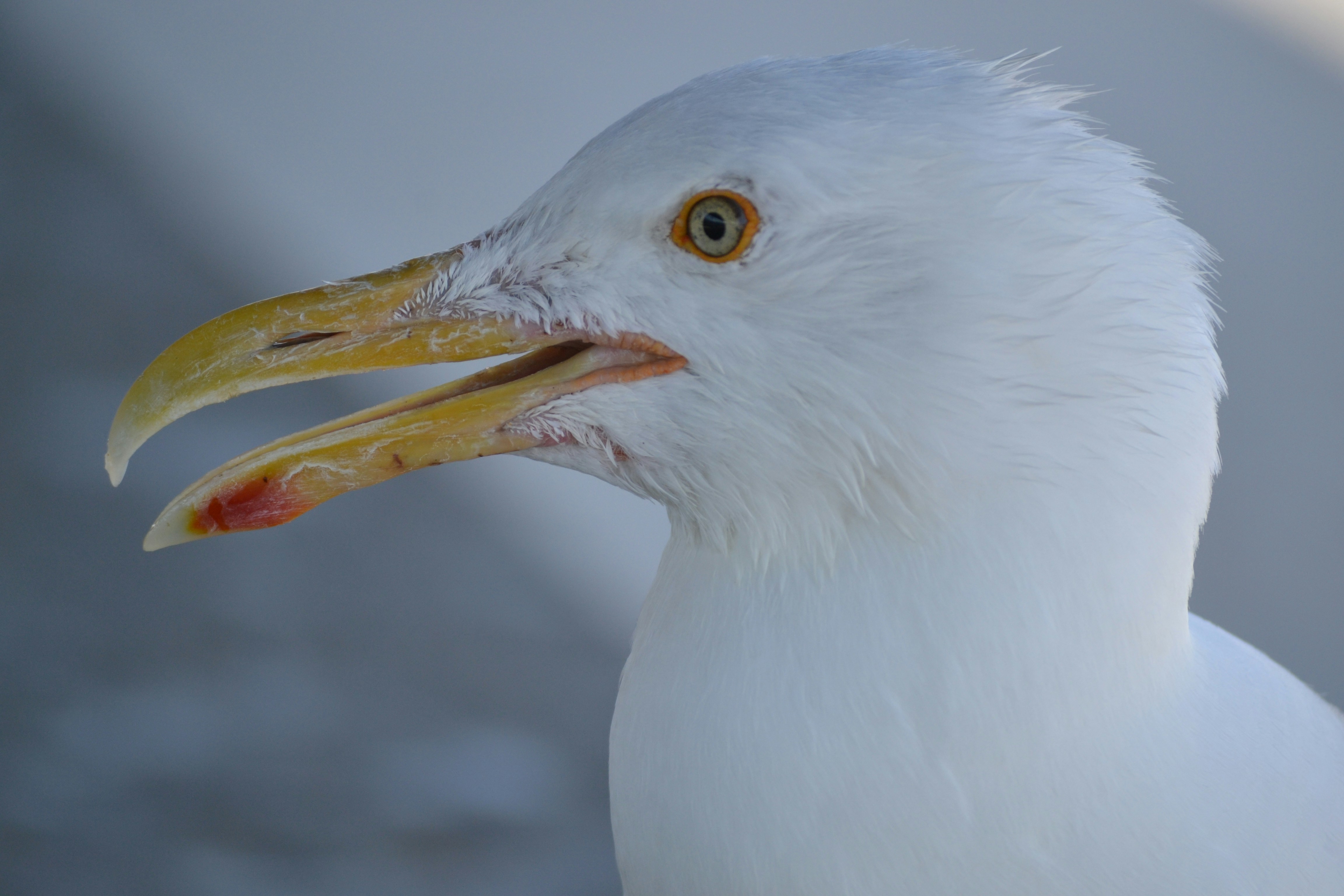 Photo by markagardphoto