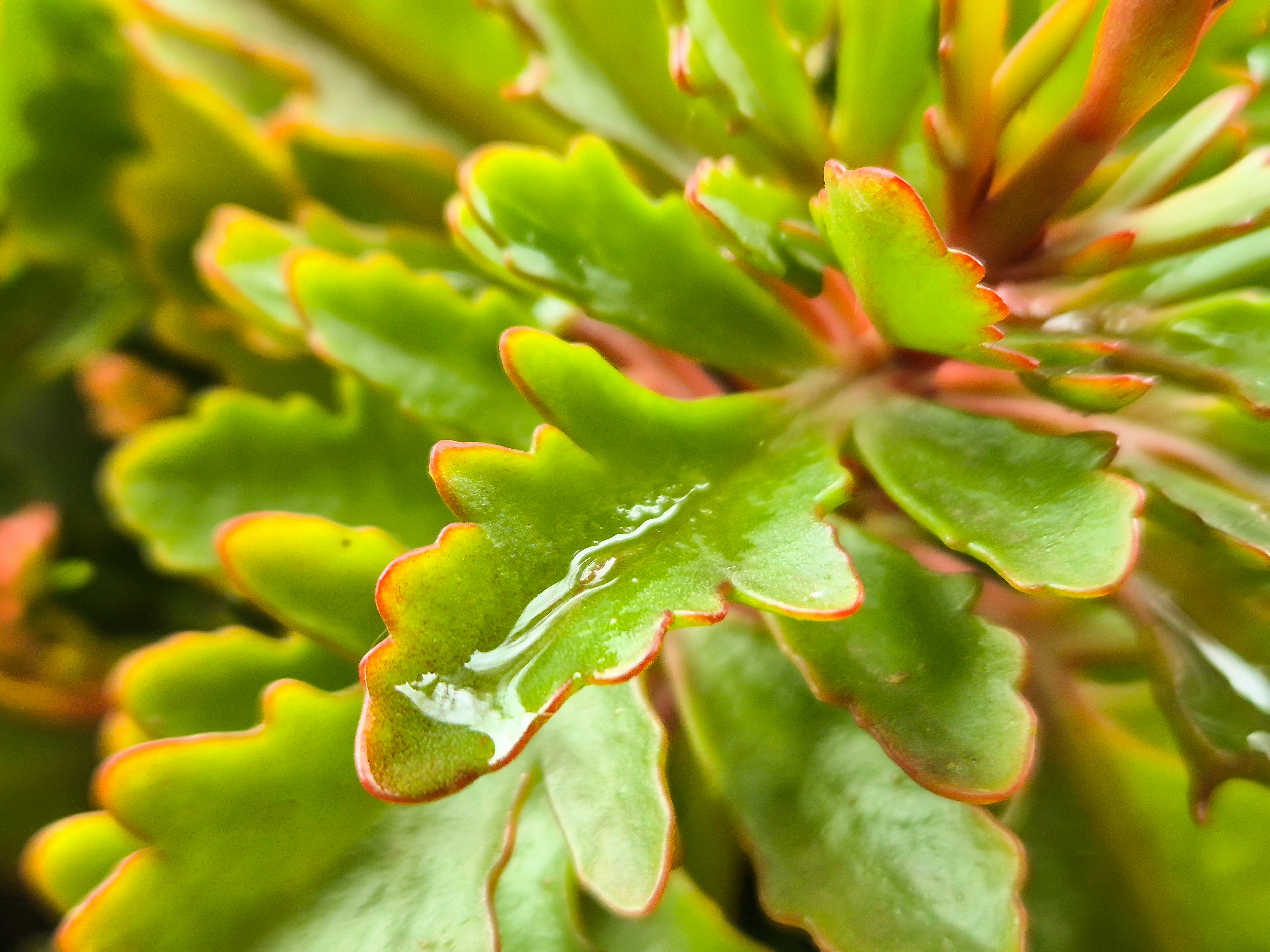 A close up of a plant with green leaves