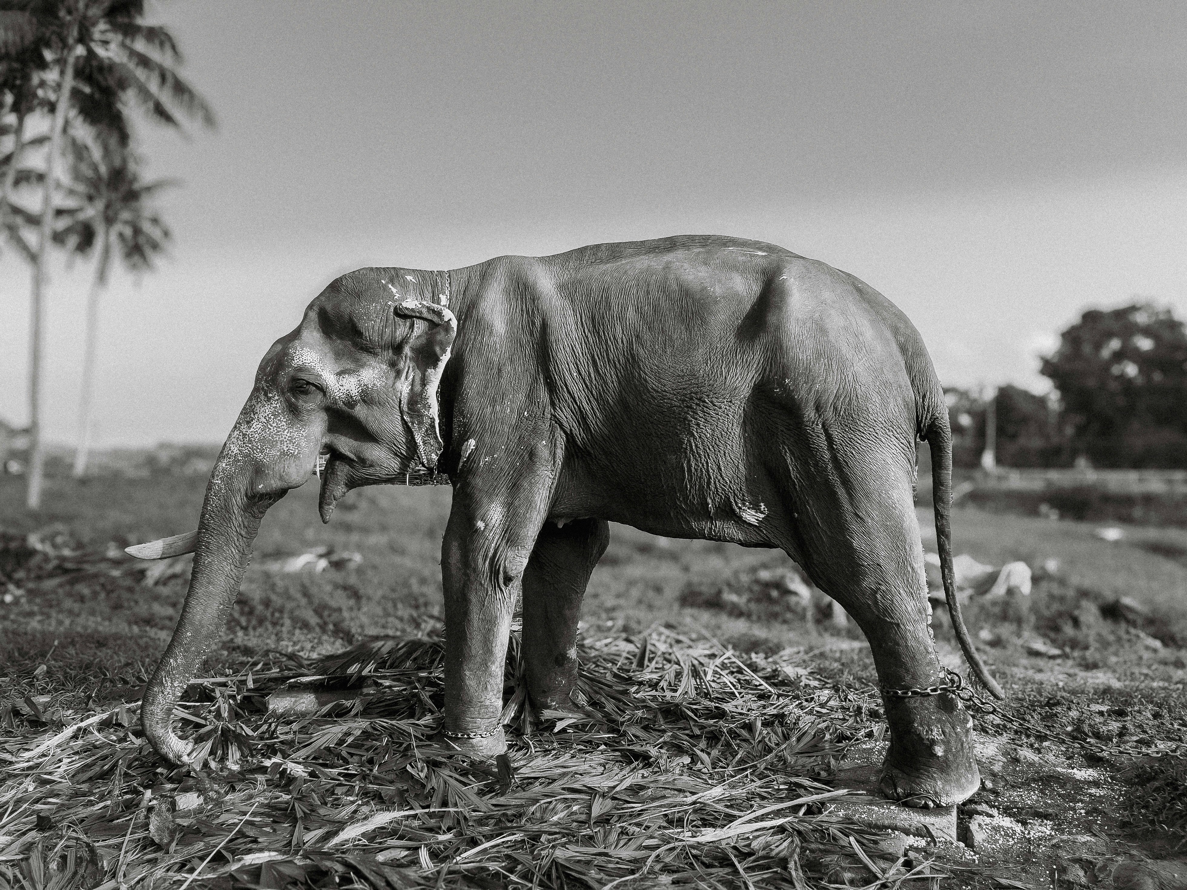 A large elephant standing on top of a grass covered field