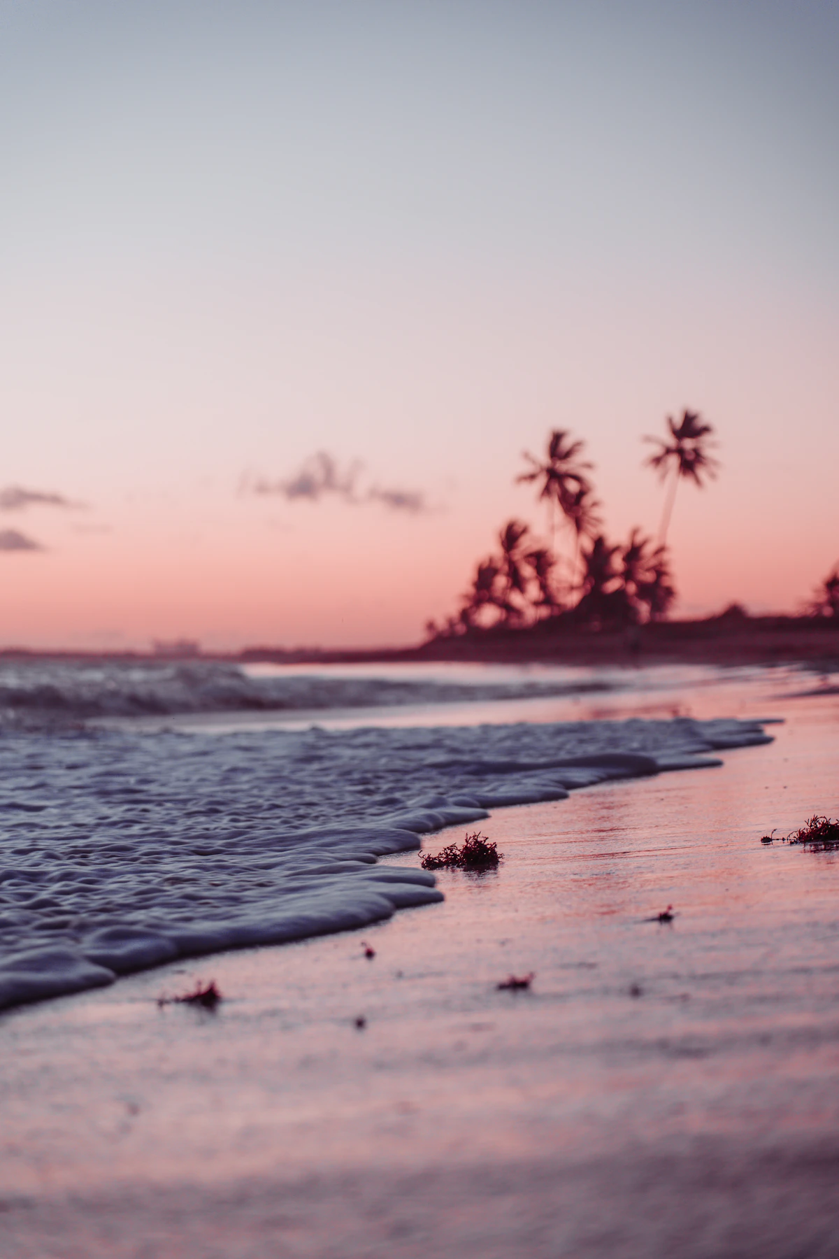 Beach with palm trees