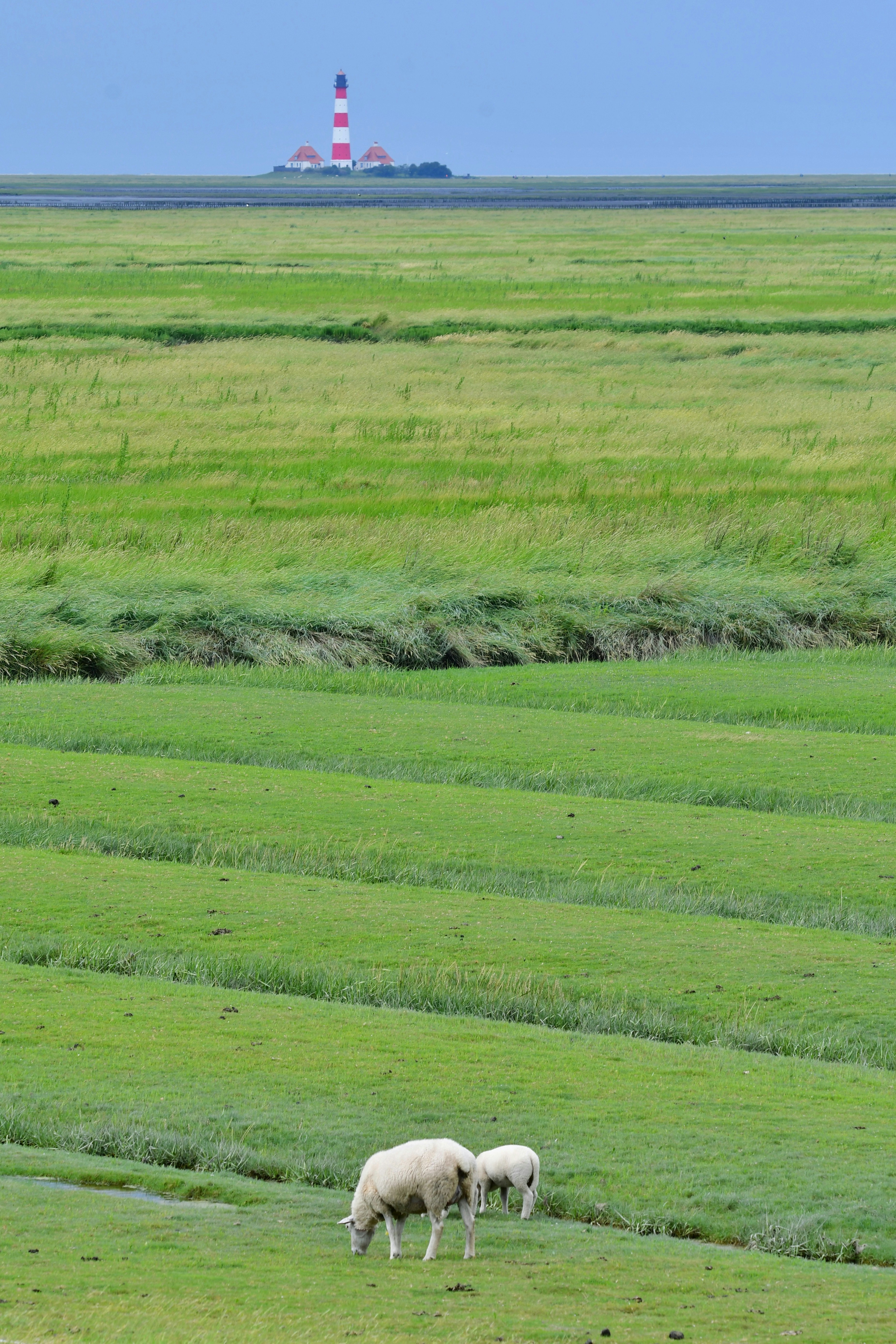 Two sheep grazing in a field with a lighthouse in the background