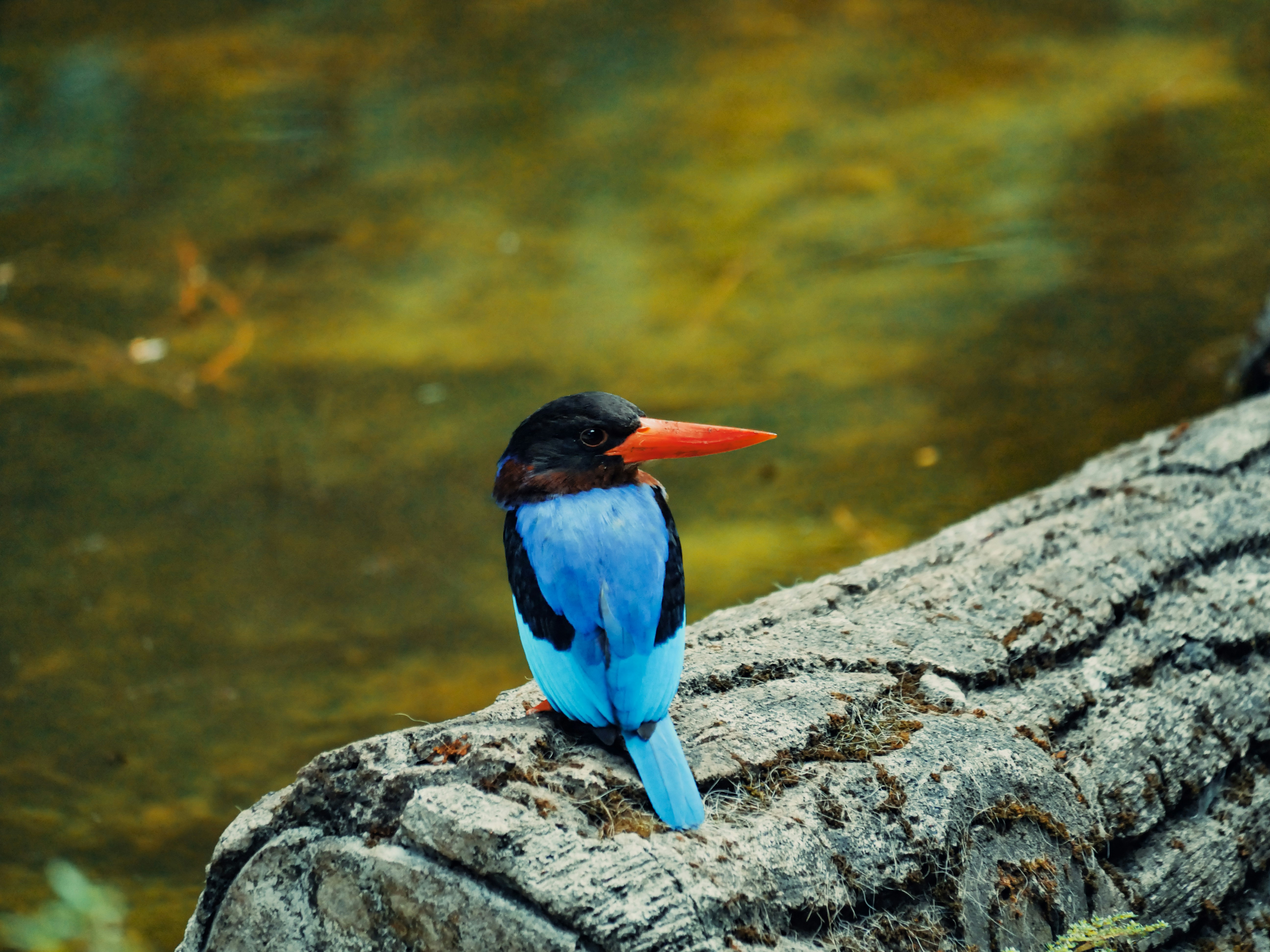 Photo by febrianardh