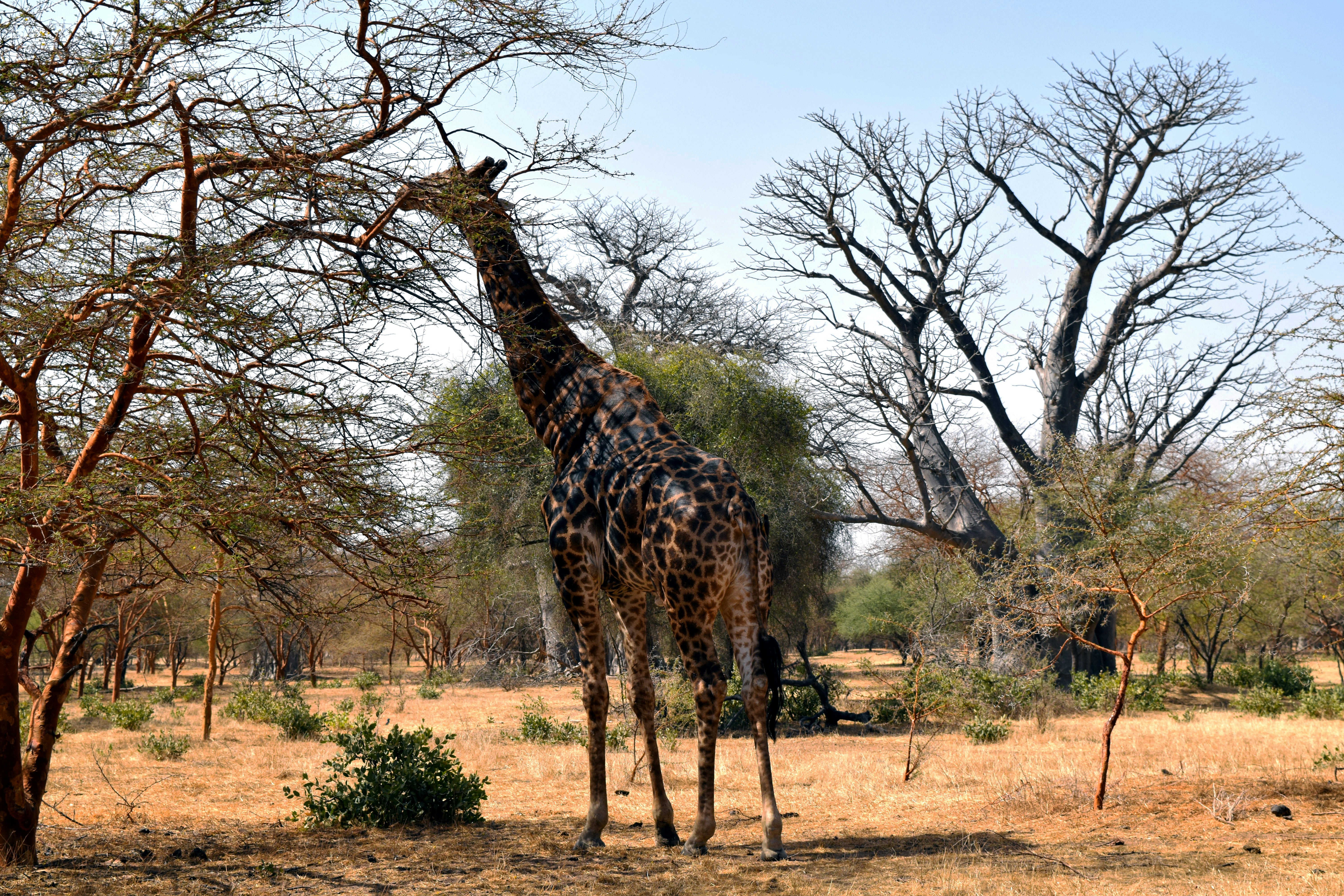 Senegal PM Ousmane Sonko Vows to Repeal Contested Amnesty Law