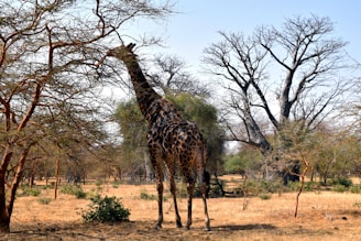 A giraffe standing in the middle of a field