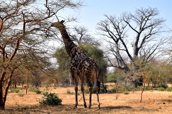 A giraffe standing in the middle of a field
