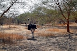 An ostrich walking through a field with trees in the background