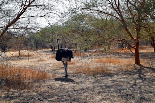 An ostrich walking through a field with trees in the background