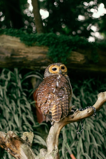 A small owl perched on a tree branch