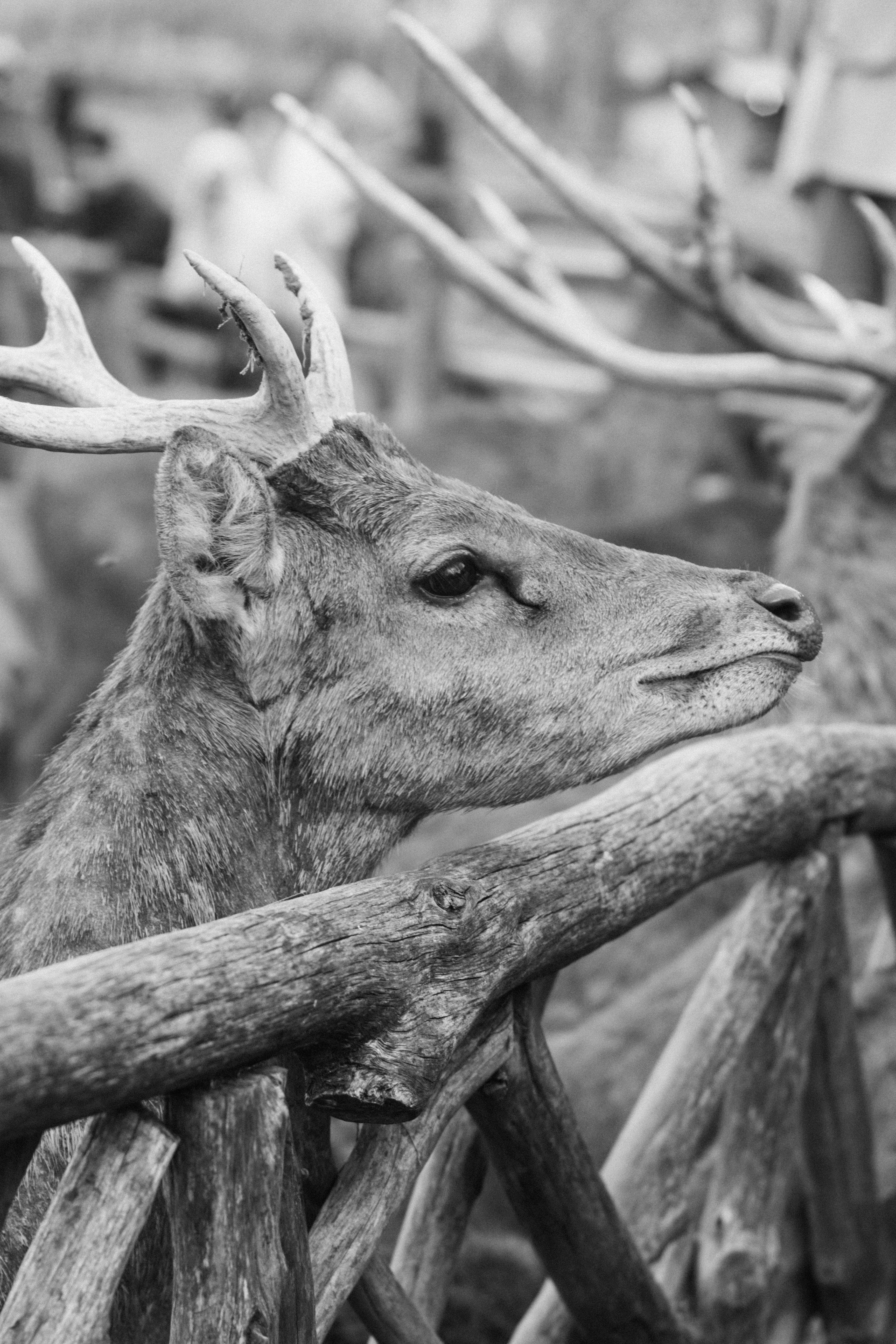 A black and white photo of a deer with antlers on it's head