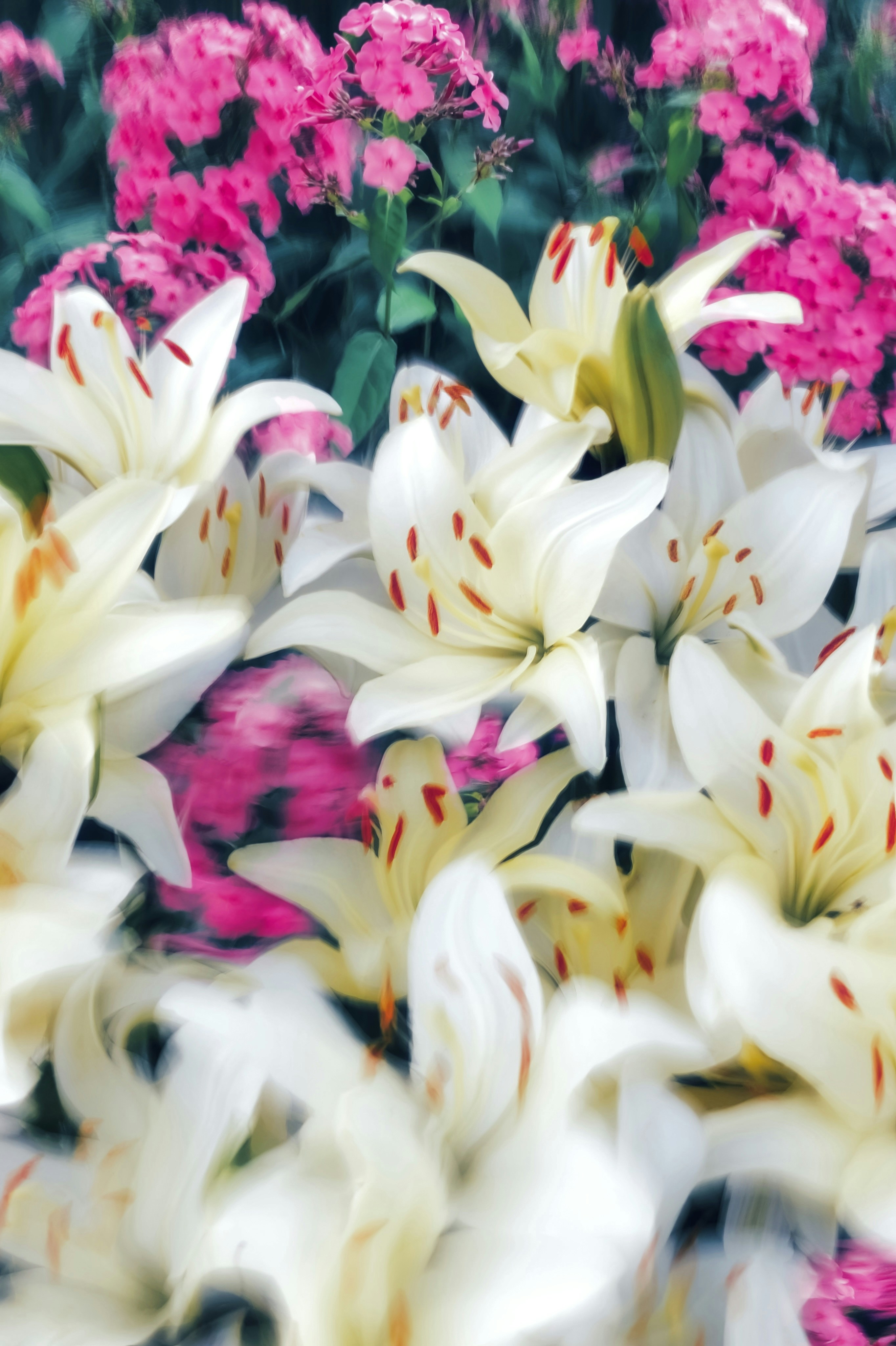 A beautiful bouquet of colorful lilies