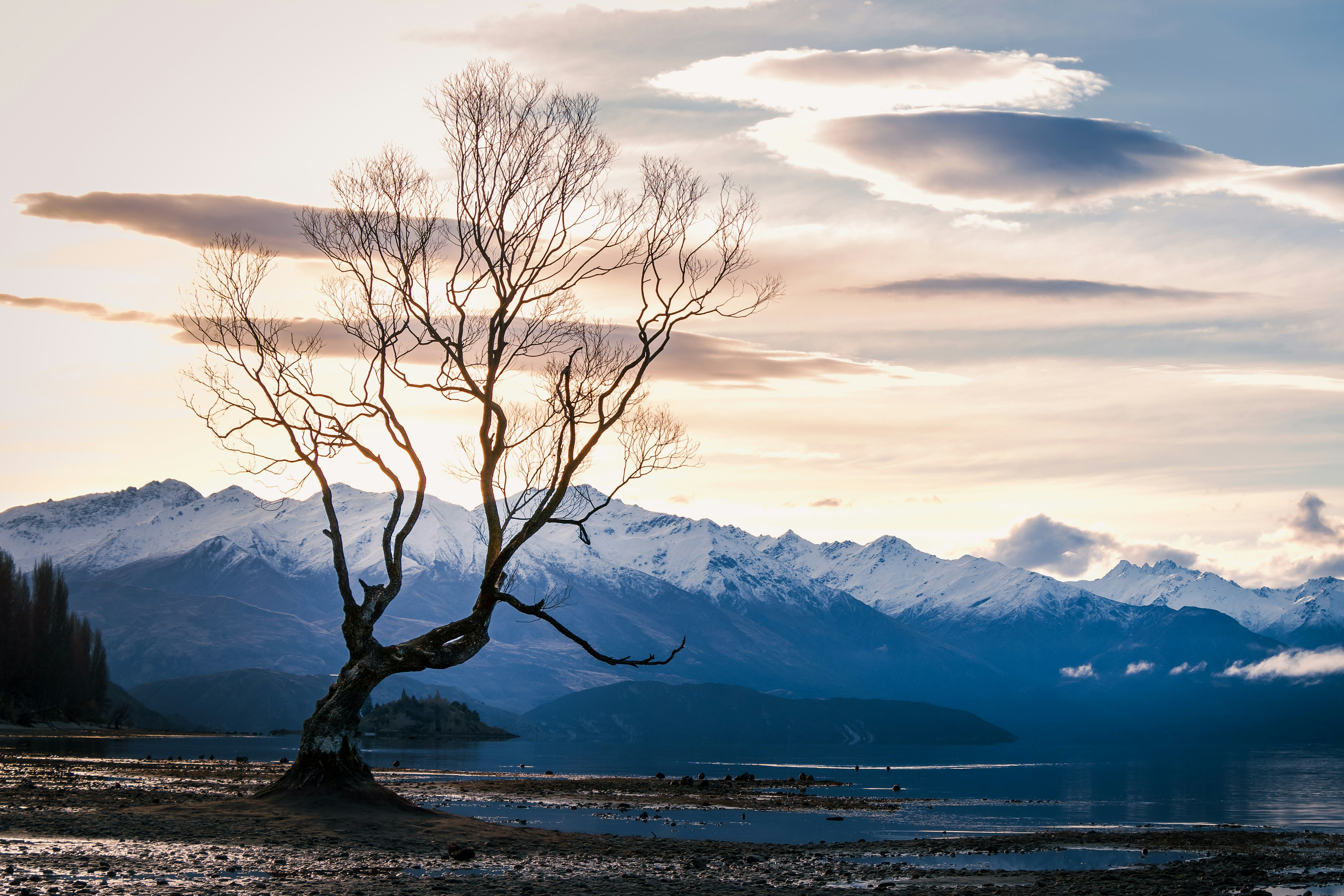 A lone tree in a field with mountains in the background