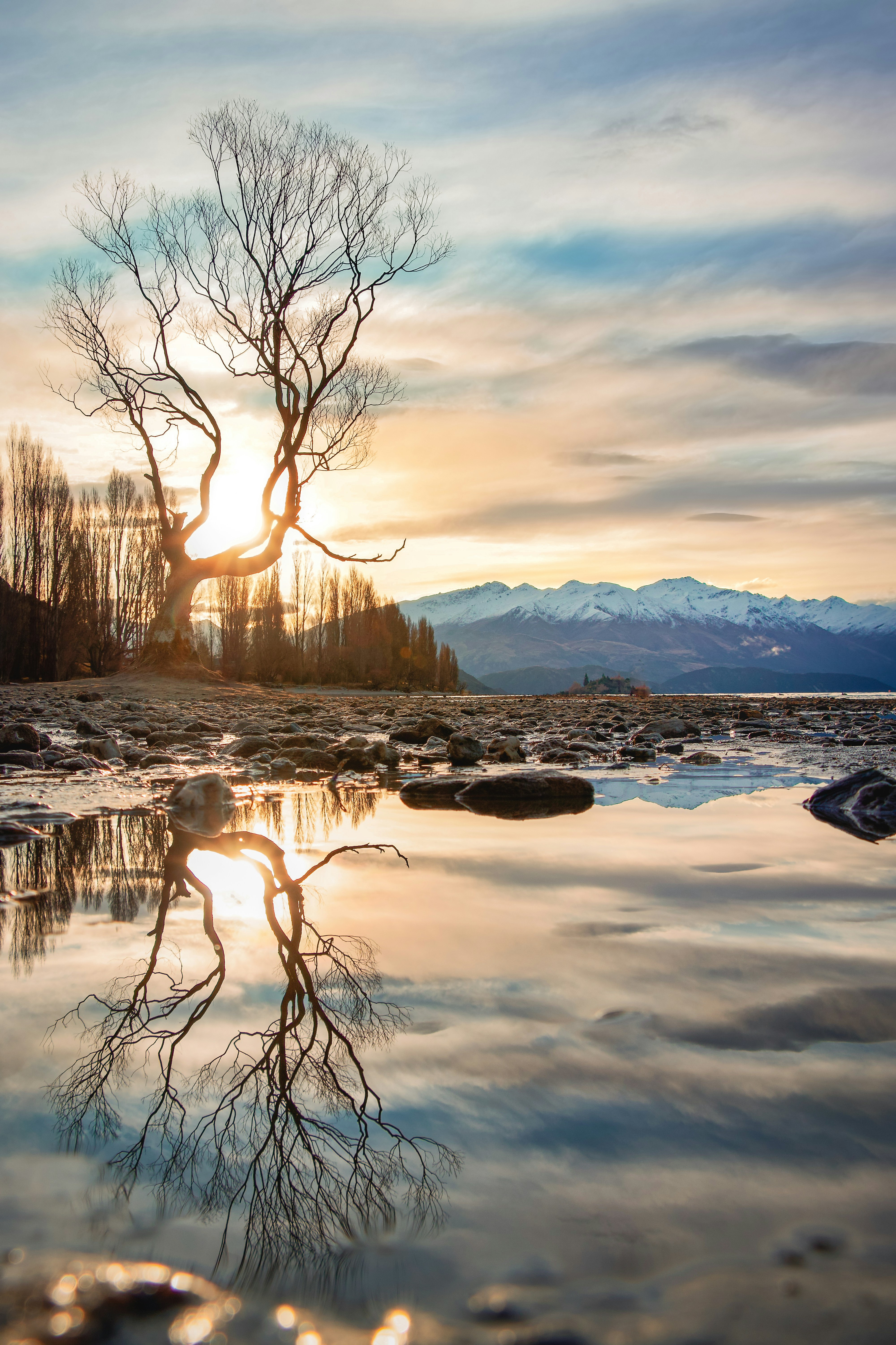 A tree that is standing in the water
