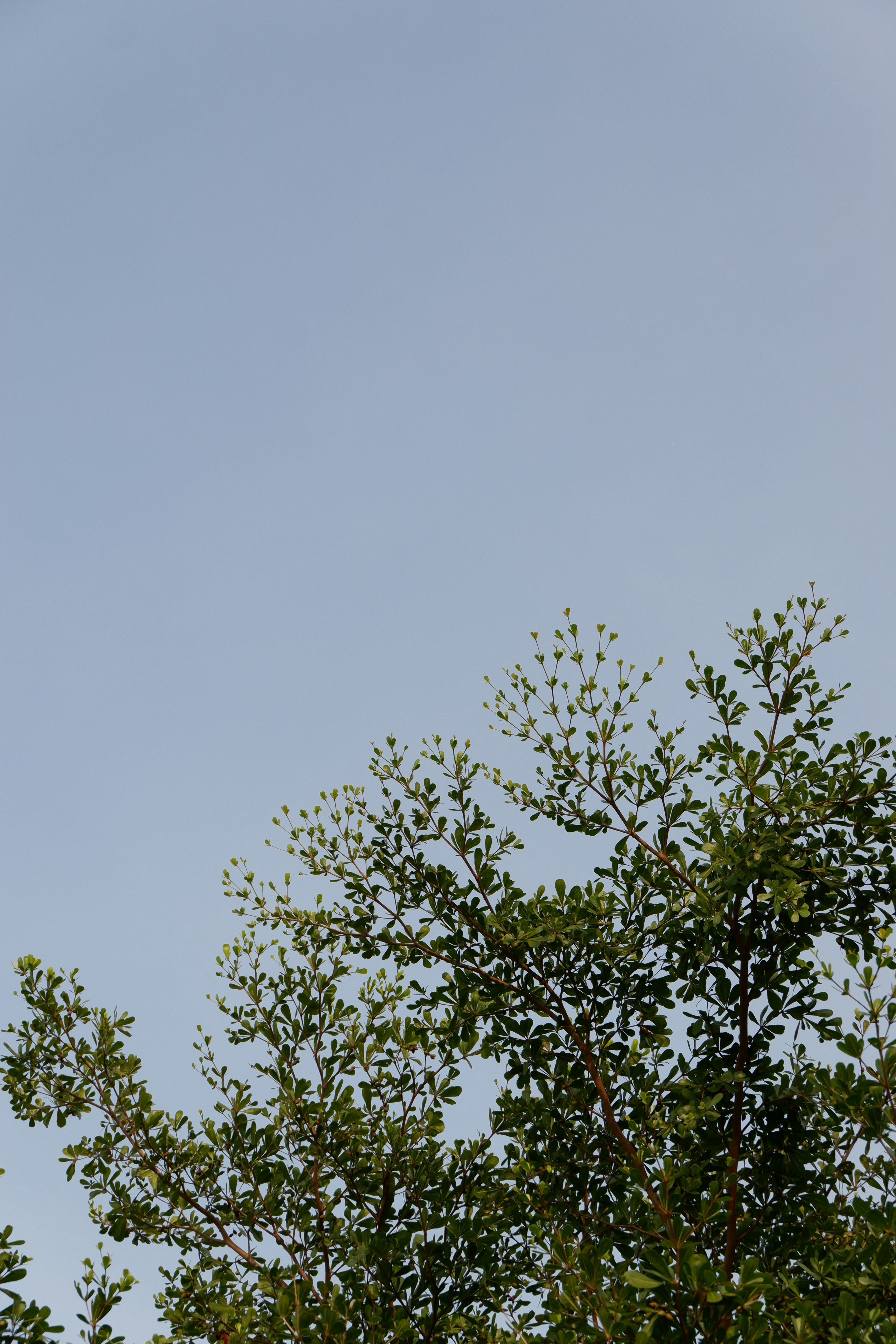 Photo by jepretualang