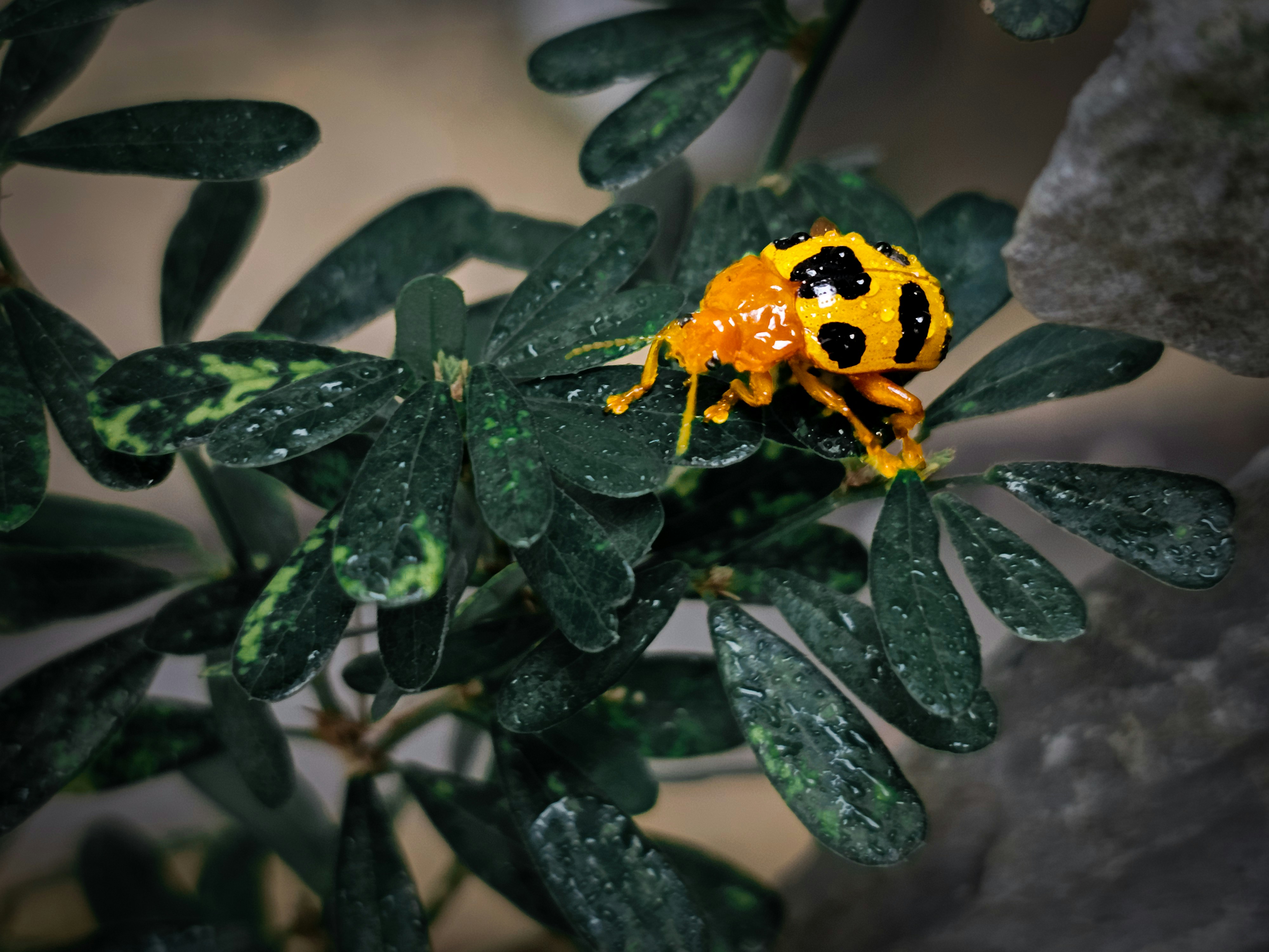A ladybug-themed birthday setup with polka dot decorations