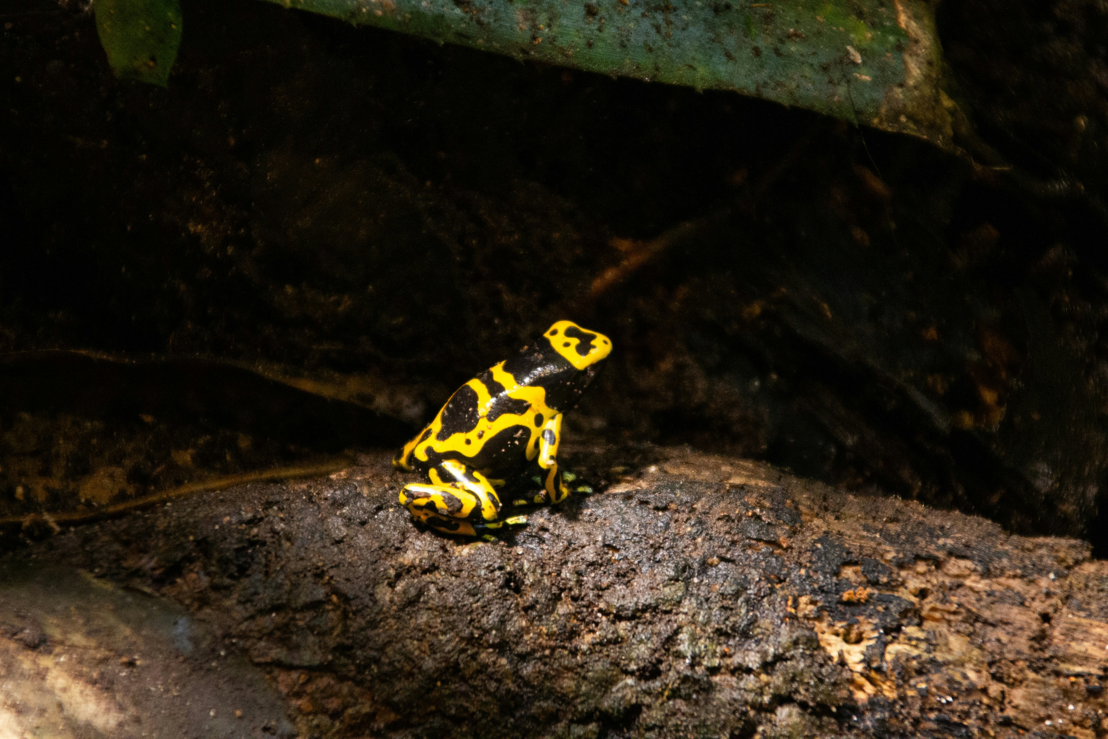 A yellow and black frog sitting on a rock