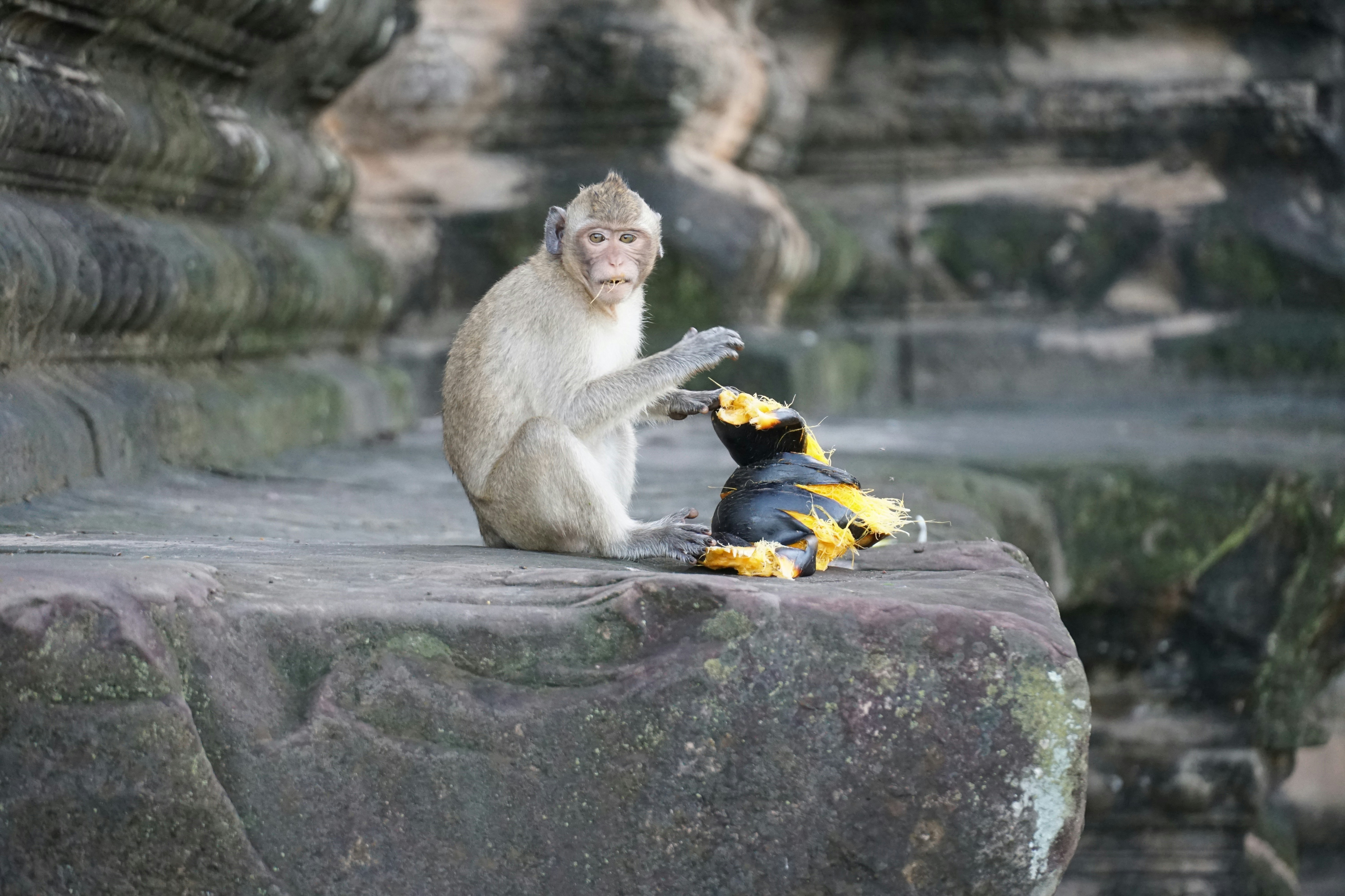 A monkey sitting on top of a rock next to a stuffed animal