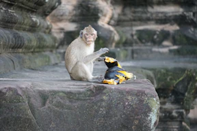 A monkey sitting on top of a rock next to a stuffed animal