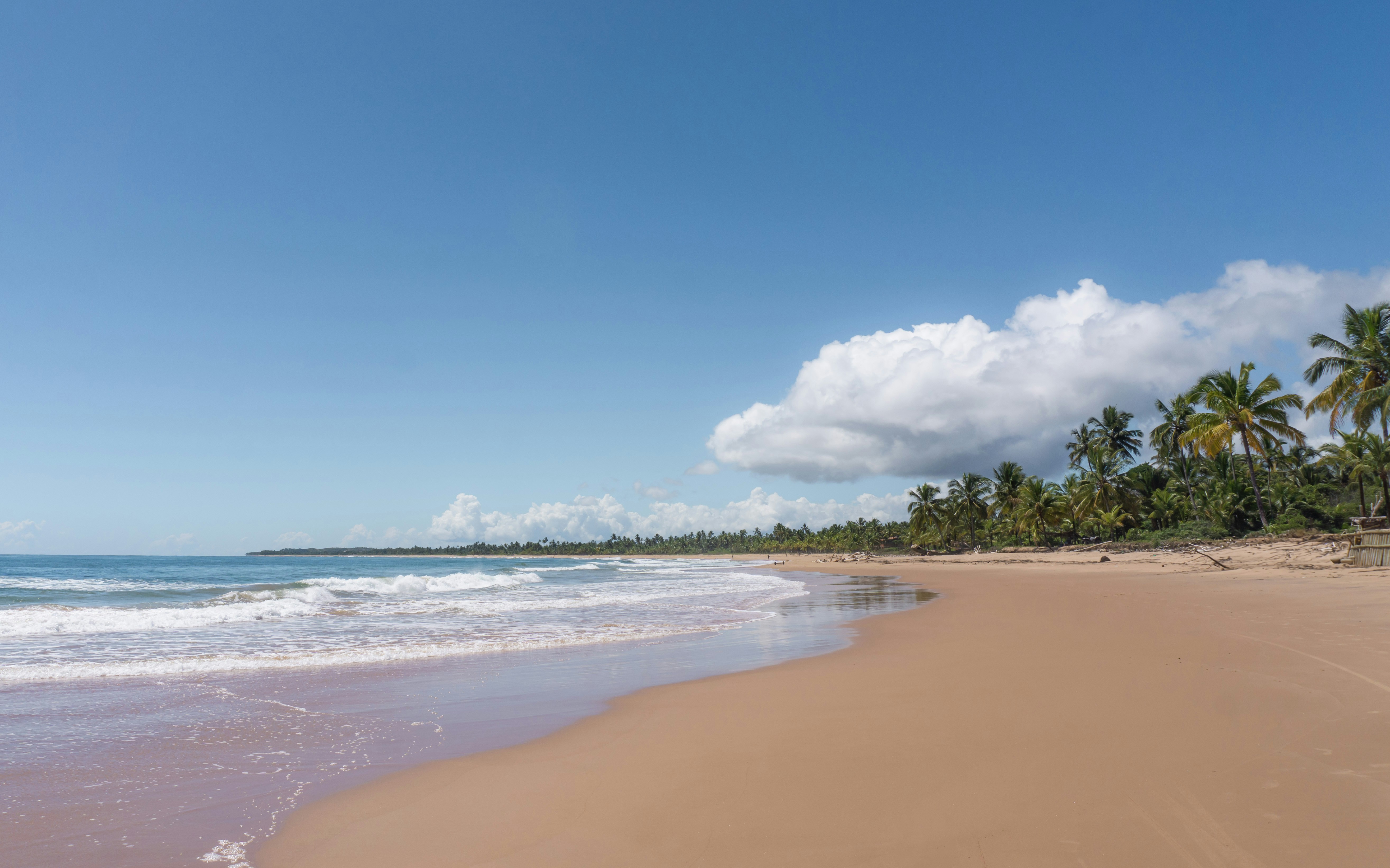 A sandy beach next to the ocean with palm trees