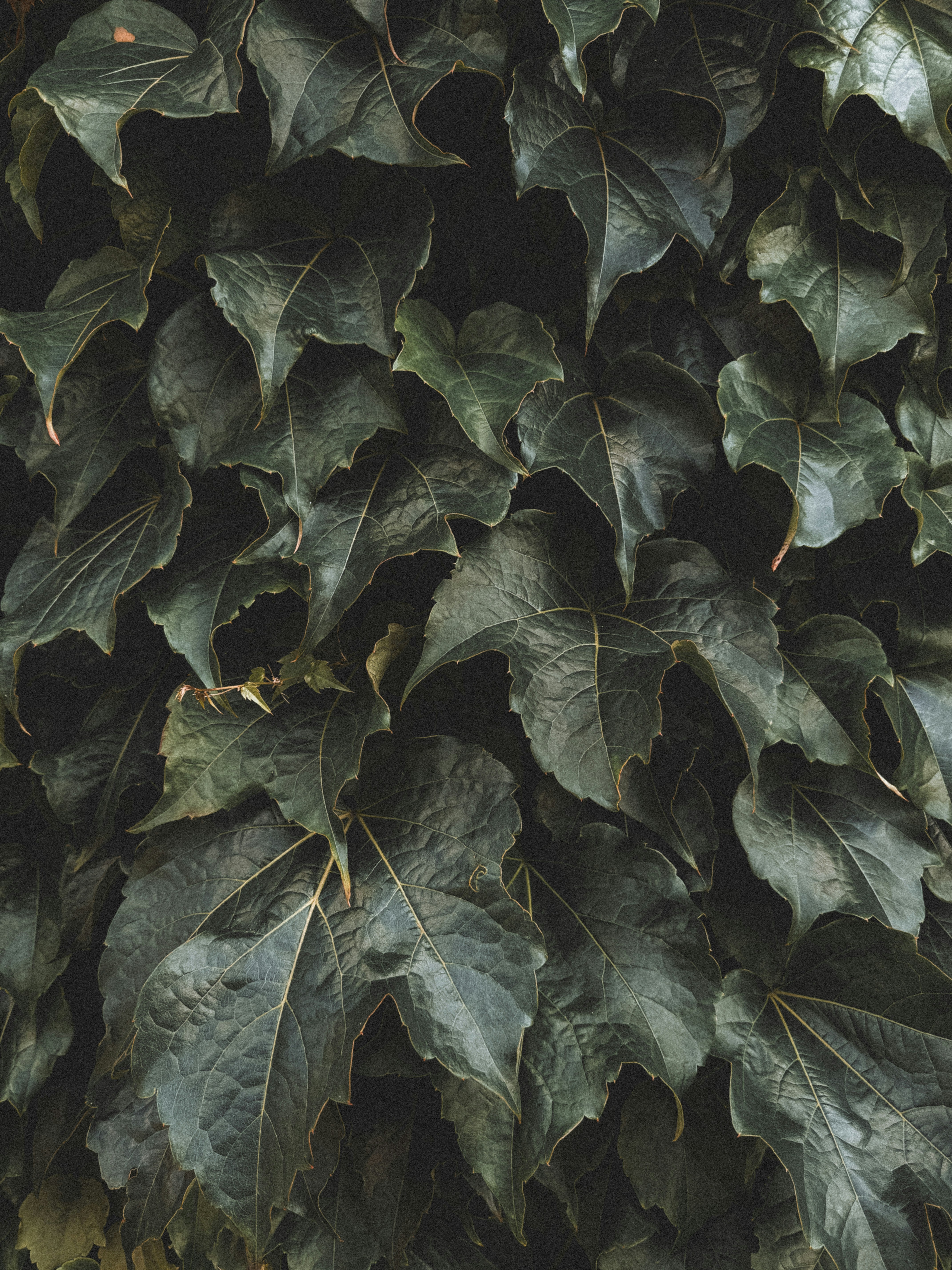 Photo by zvada_photo