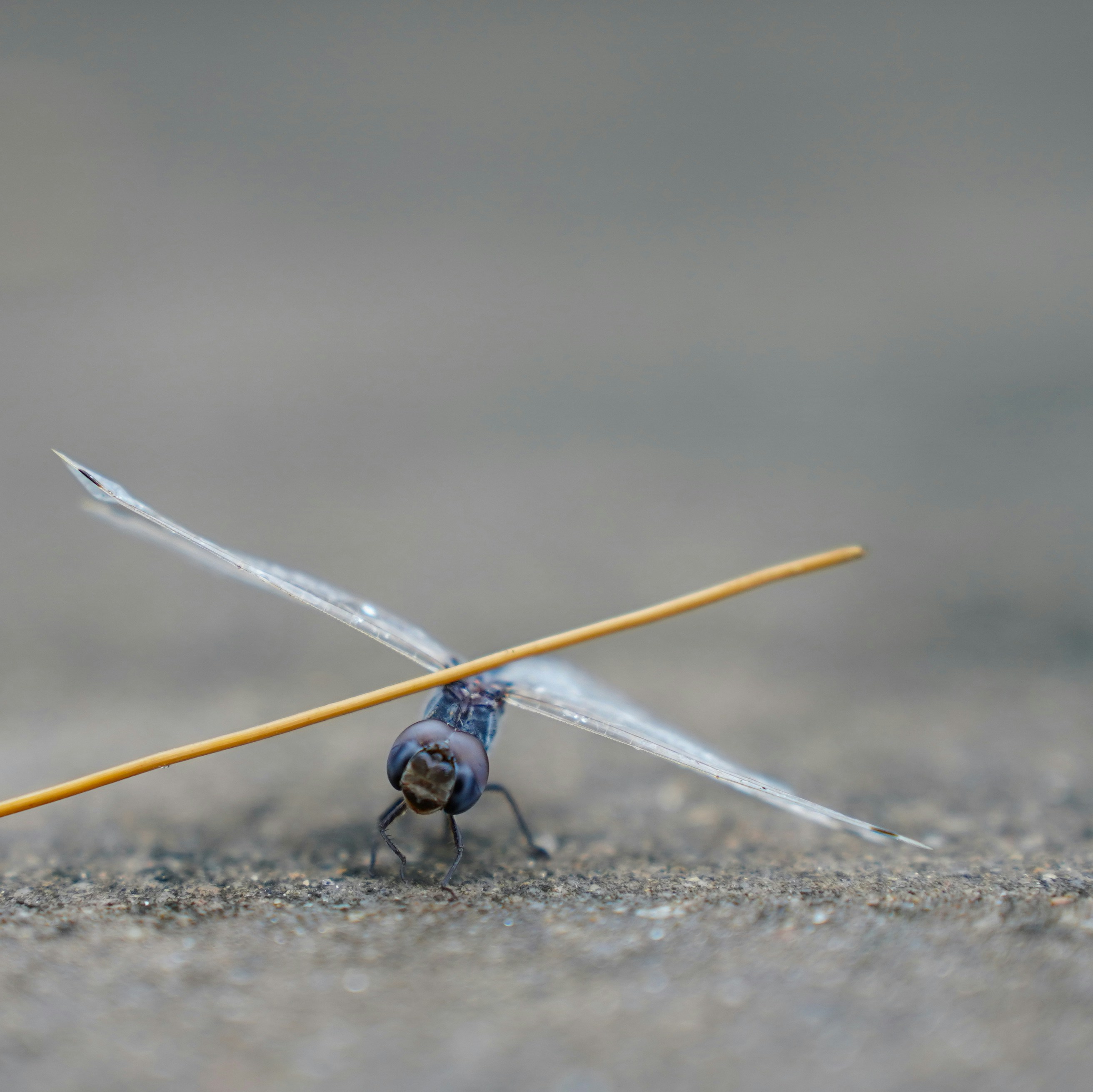 A bug that is sitting on the ground