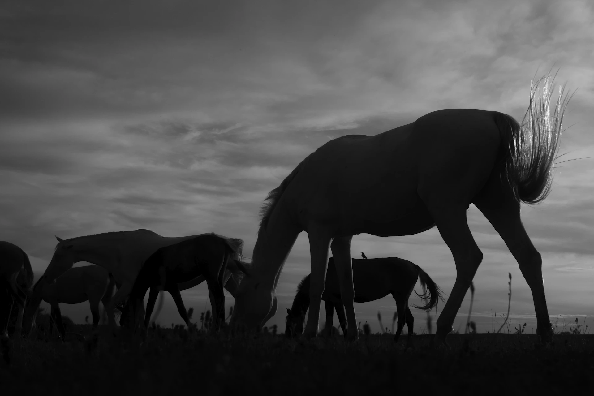 A herd of horses grazing on a lush green field