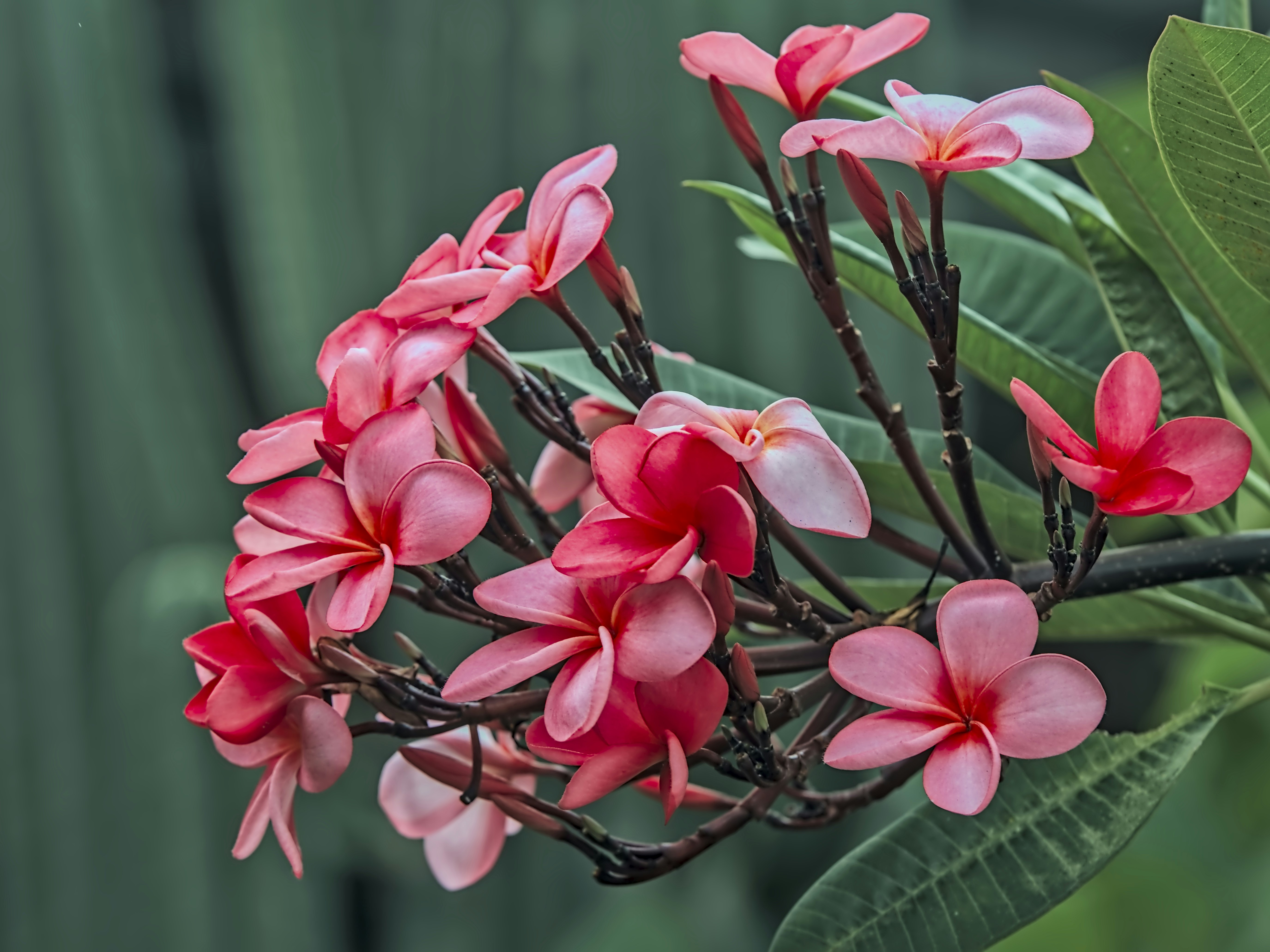 A bunch of pink flowers sitting on top of a green plant