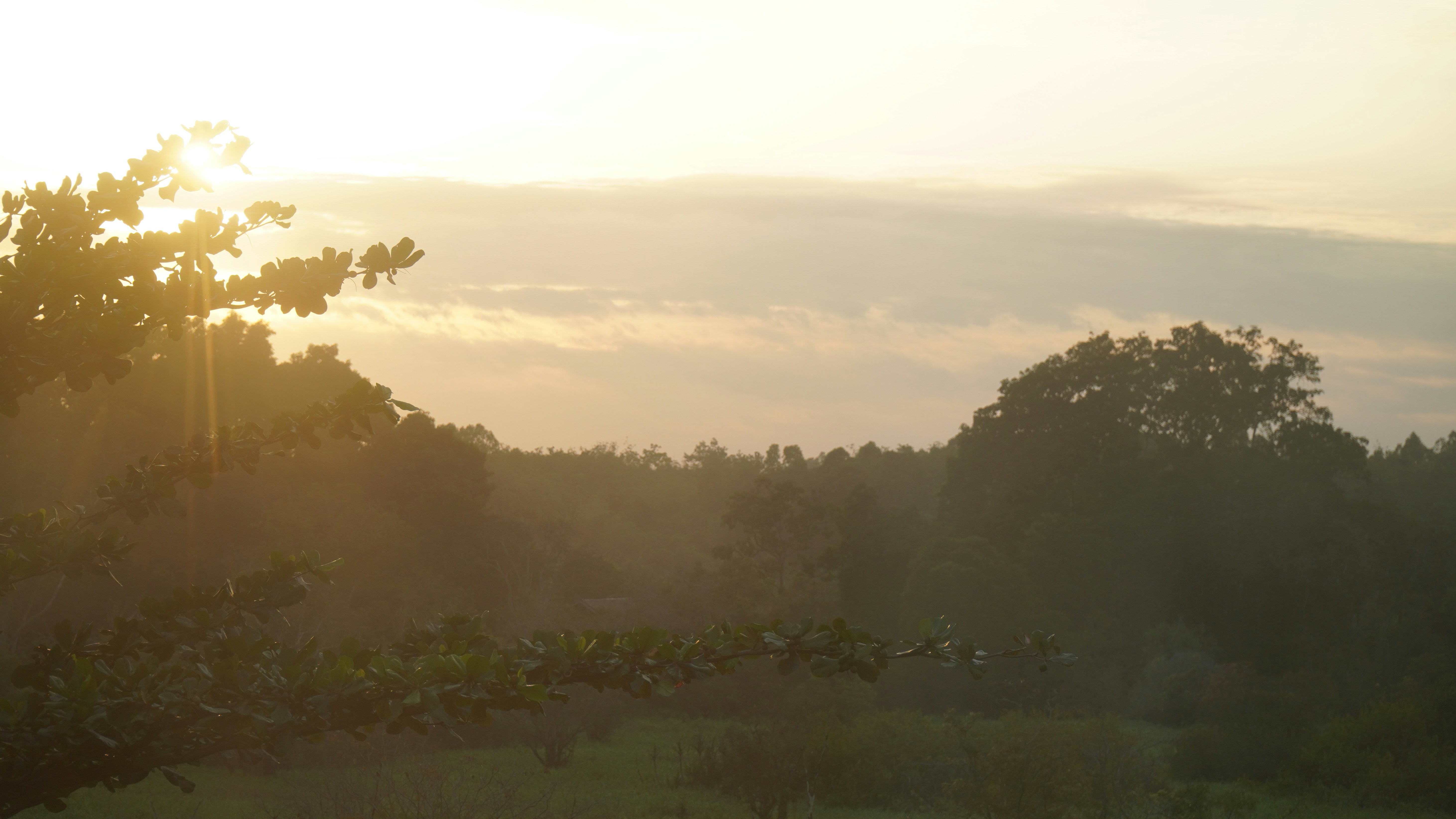 El sol brilla a través de los árboles en el campo