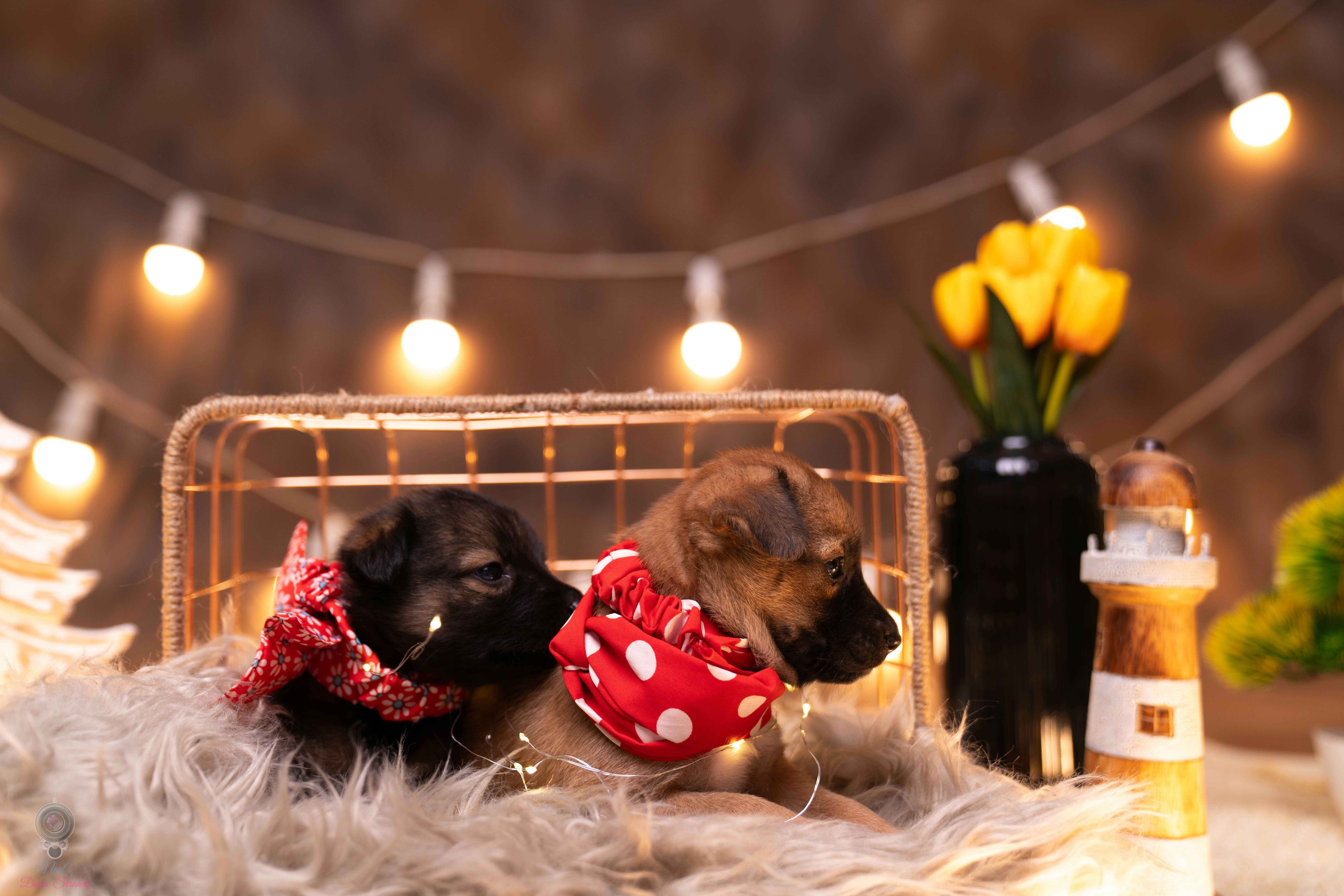 A couple of dogs laying on top of a blanket