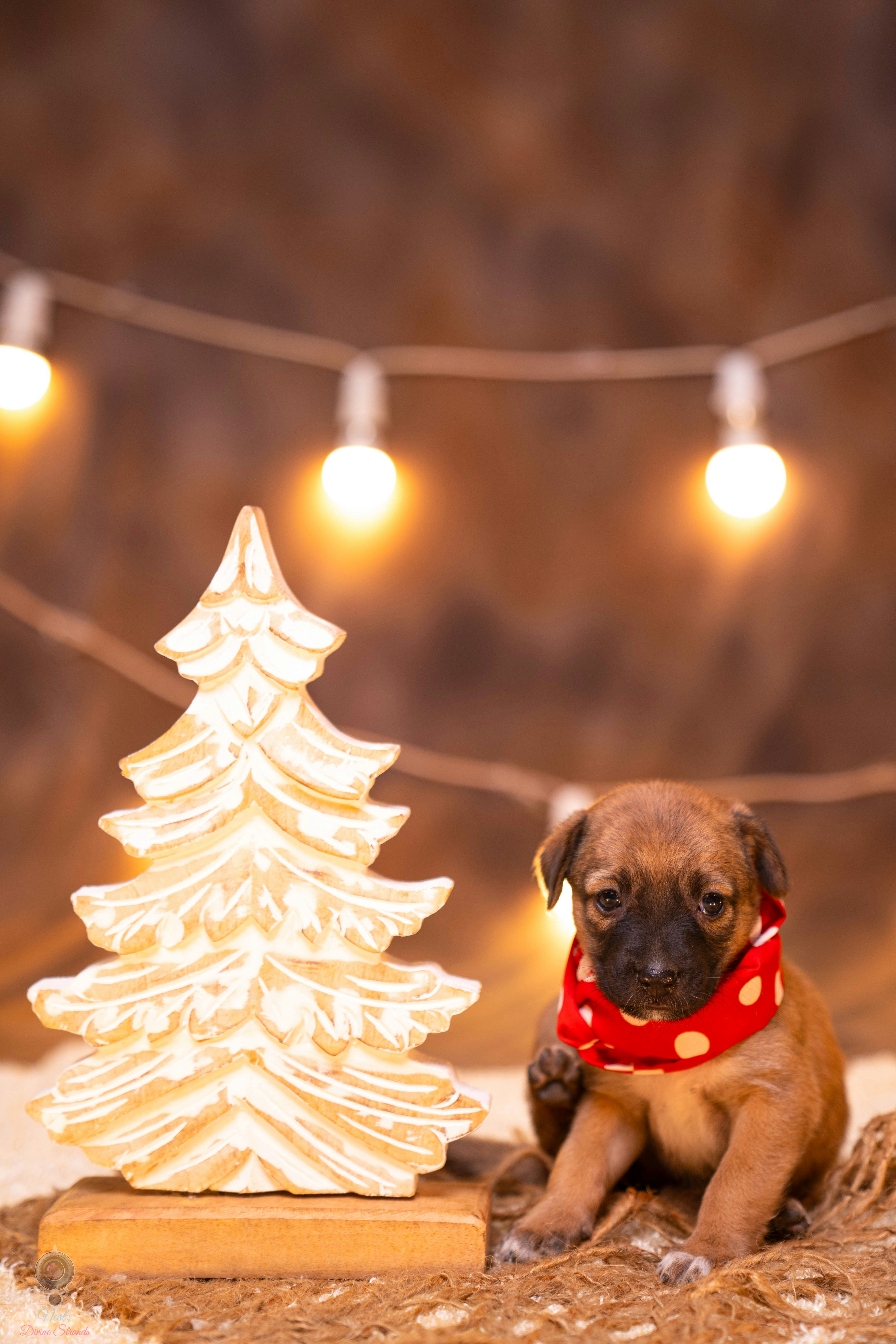 Photo by neal_jain91