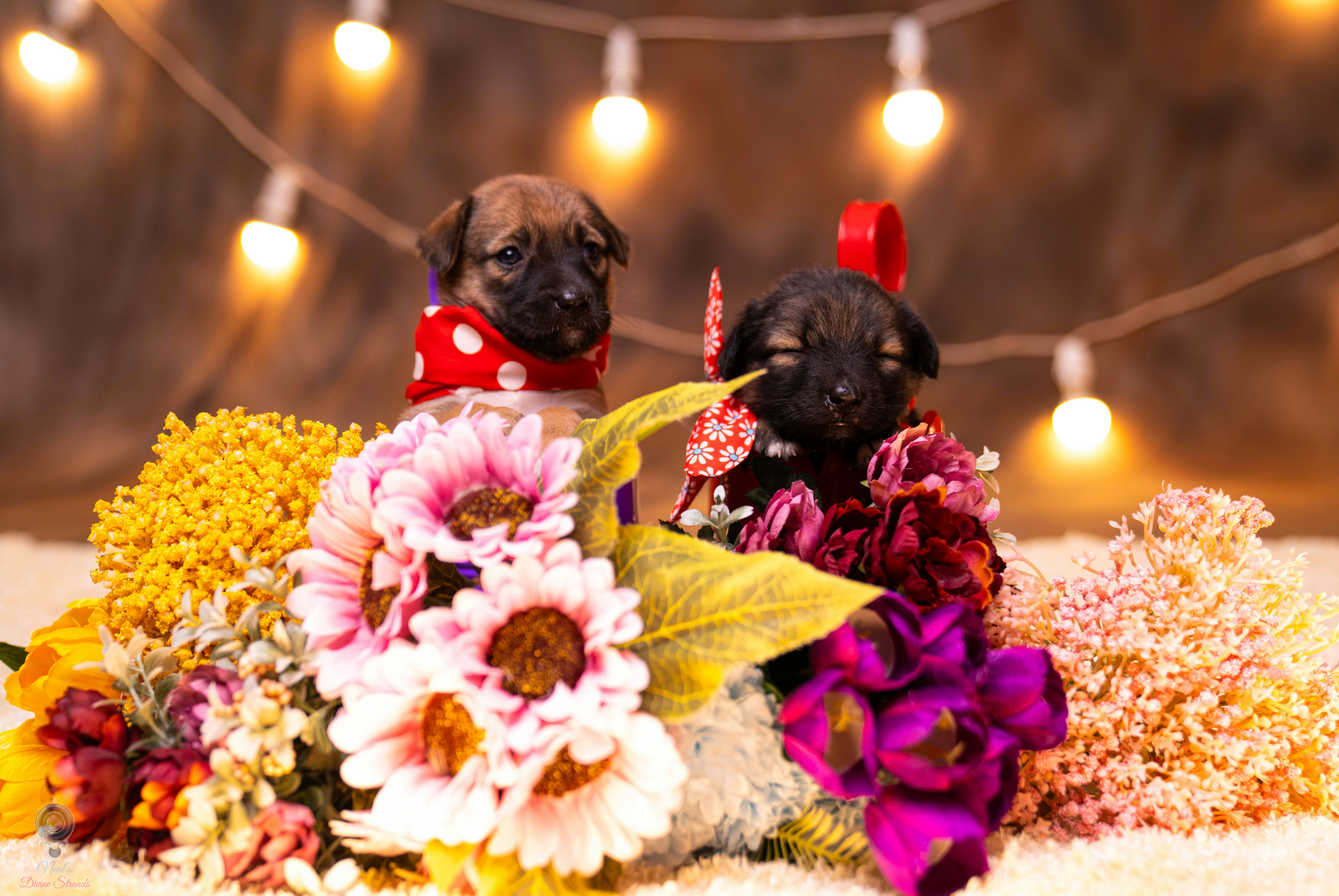 A couple of dogs sitting on top of a pile of flowers
