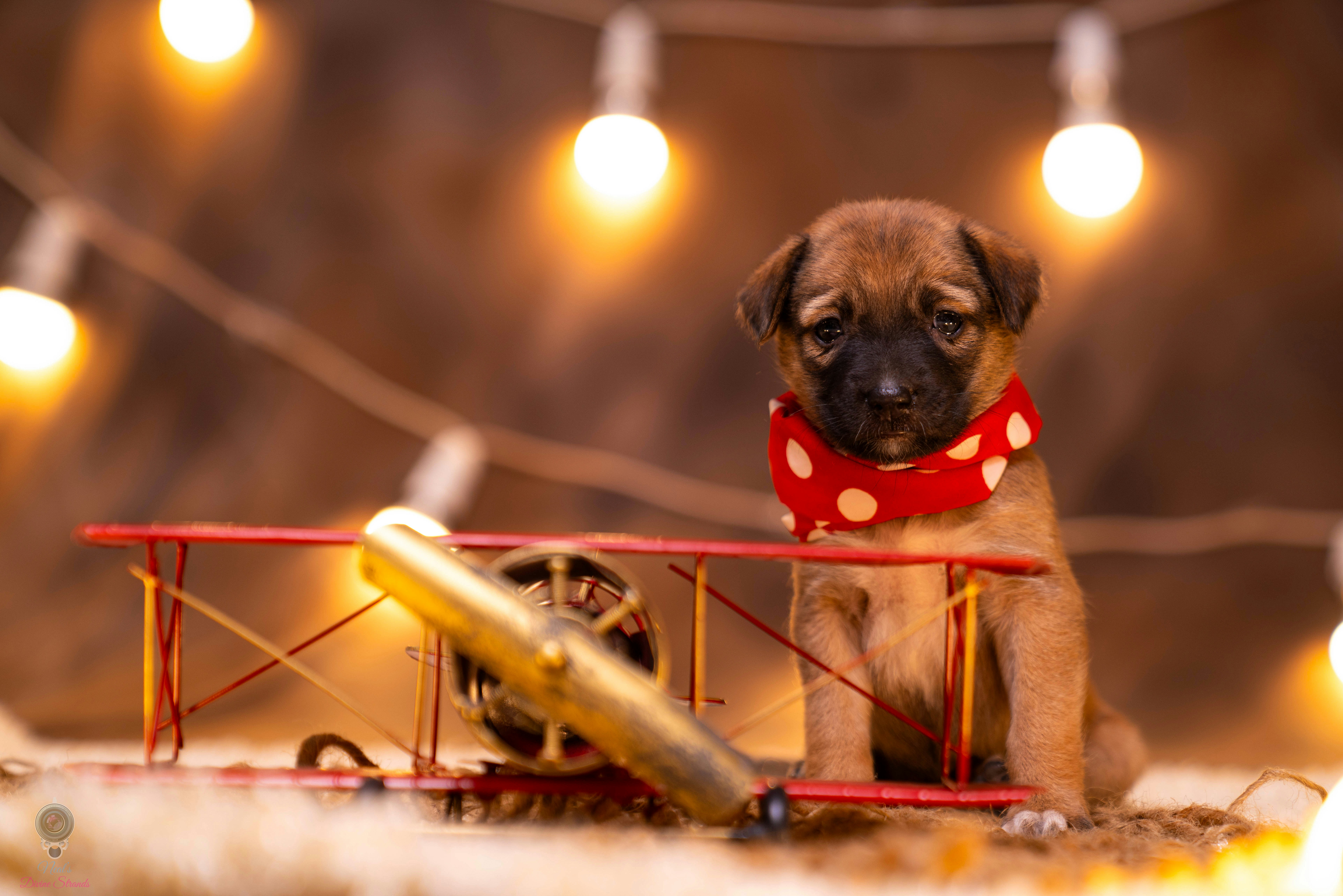 A small pug dog sitting on top of a toy airplane