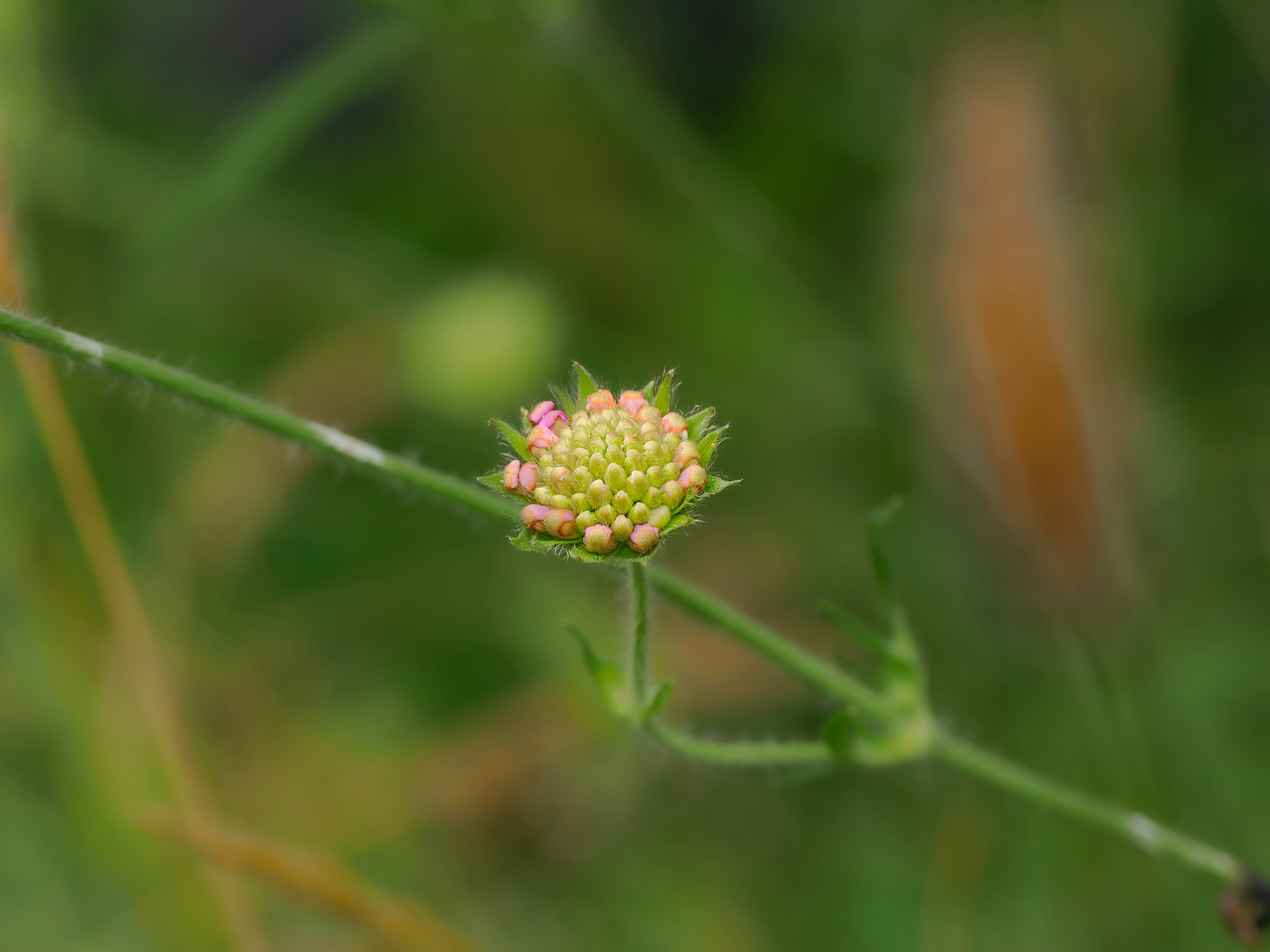 Photo by abushihabmarey