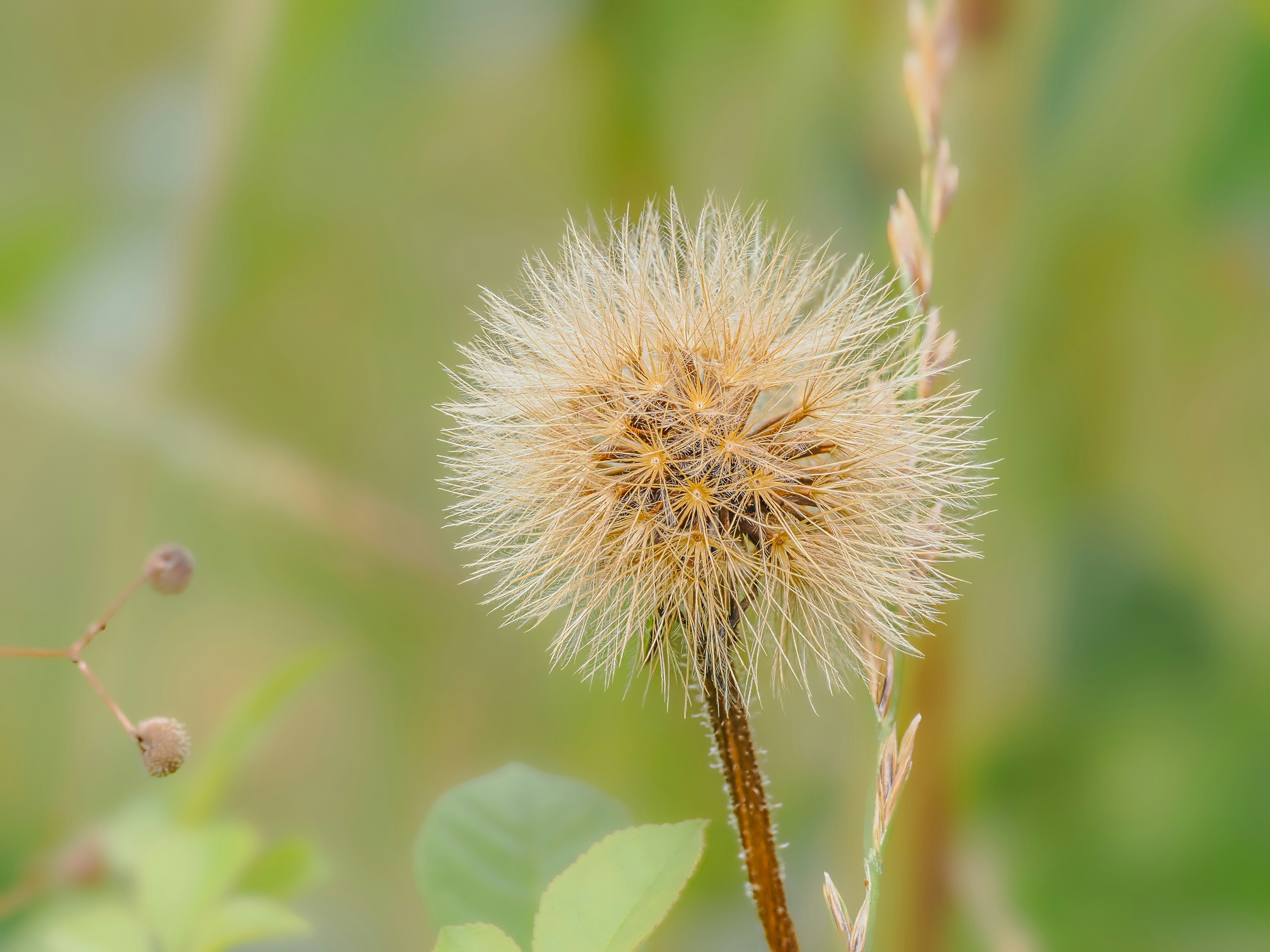 Photo by abushihabmarey