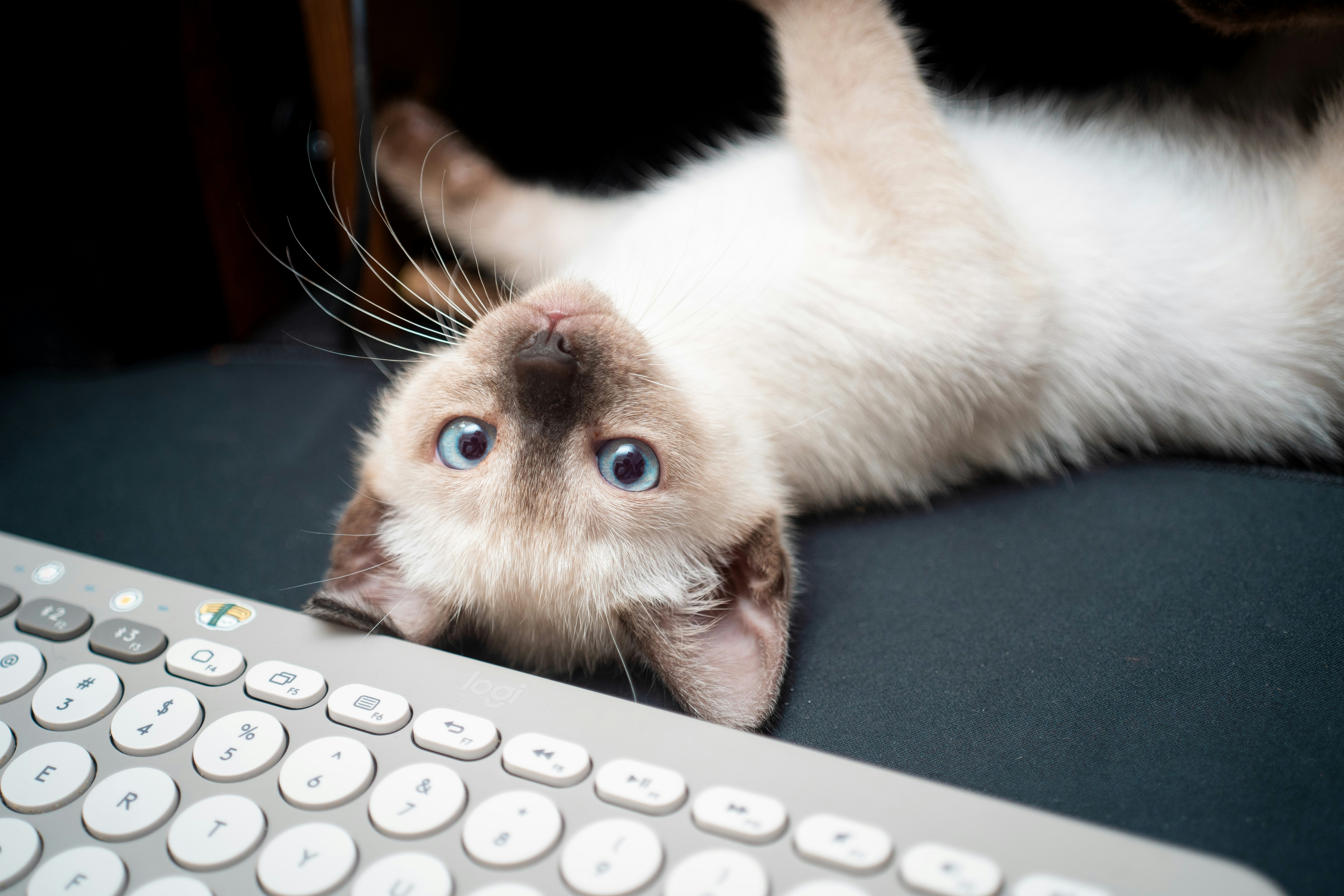 Being Playful Around You (image credits: unsplash)