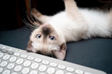 A cat laying on its back next to a keyboard