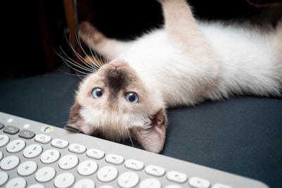 A cat laying on its back next to a keyboard