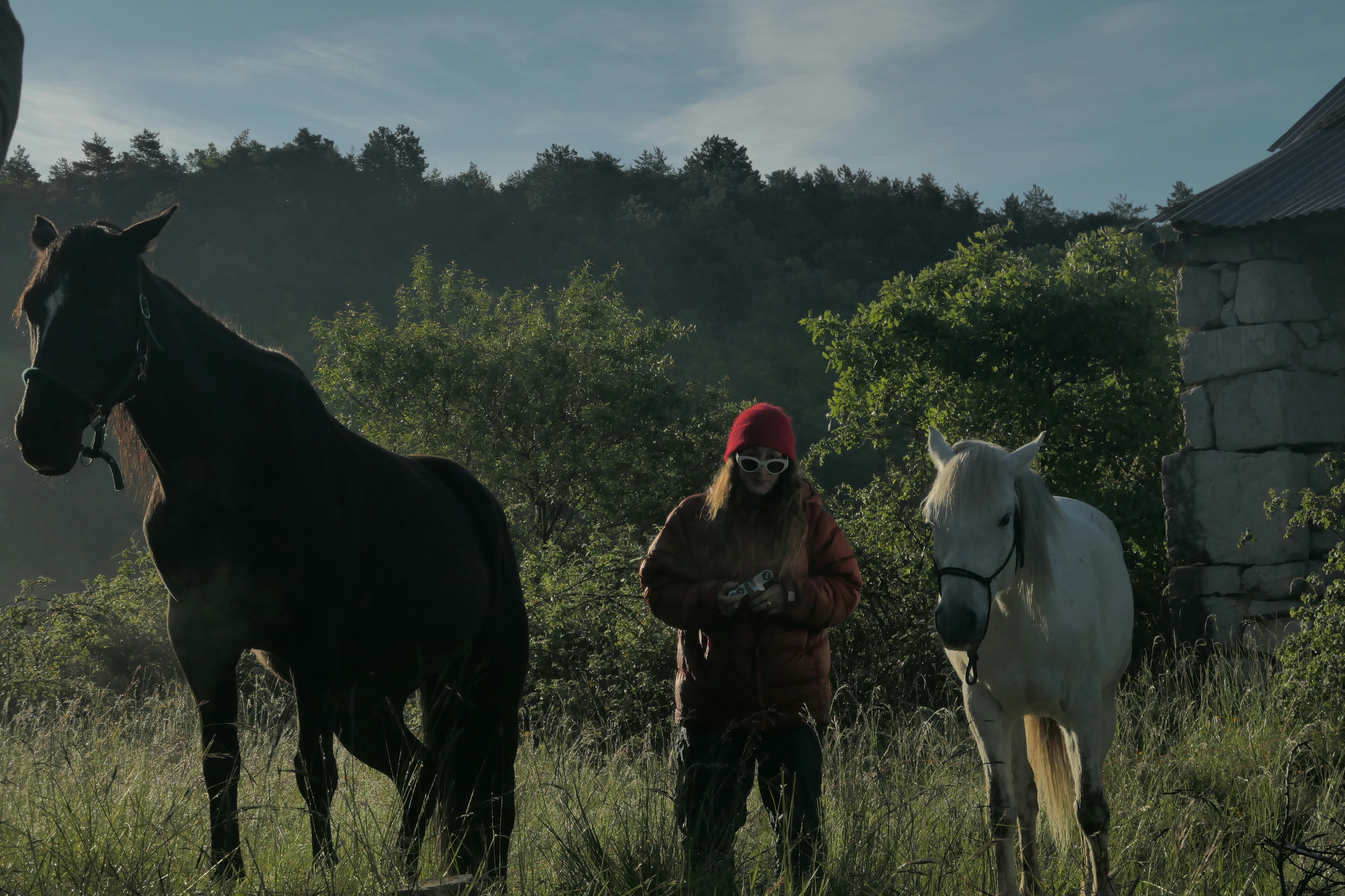 A group of horses standing next to each other on a lush green field