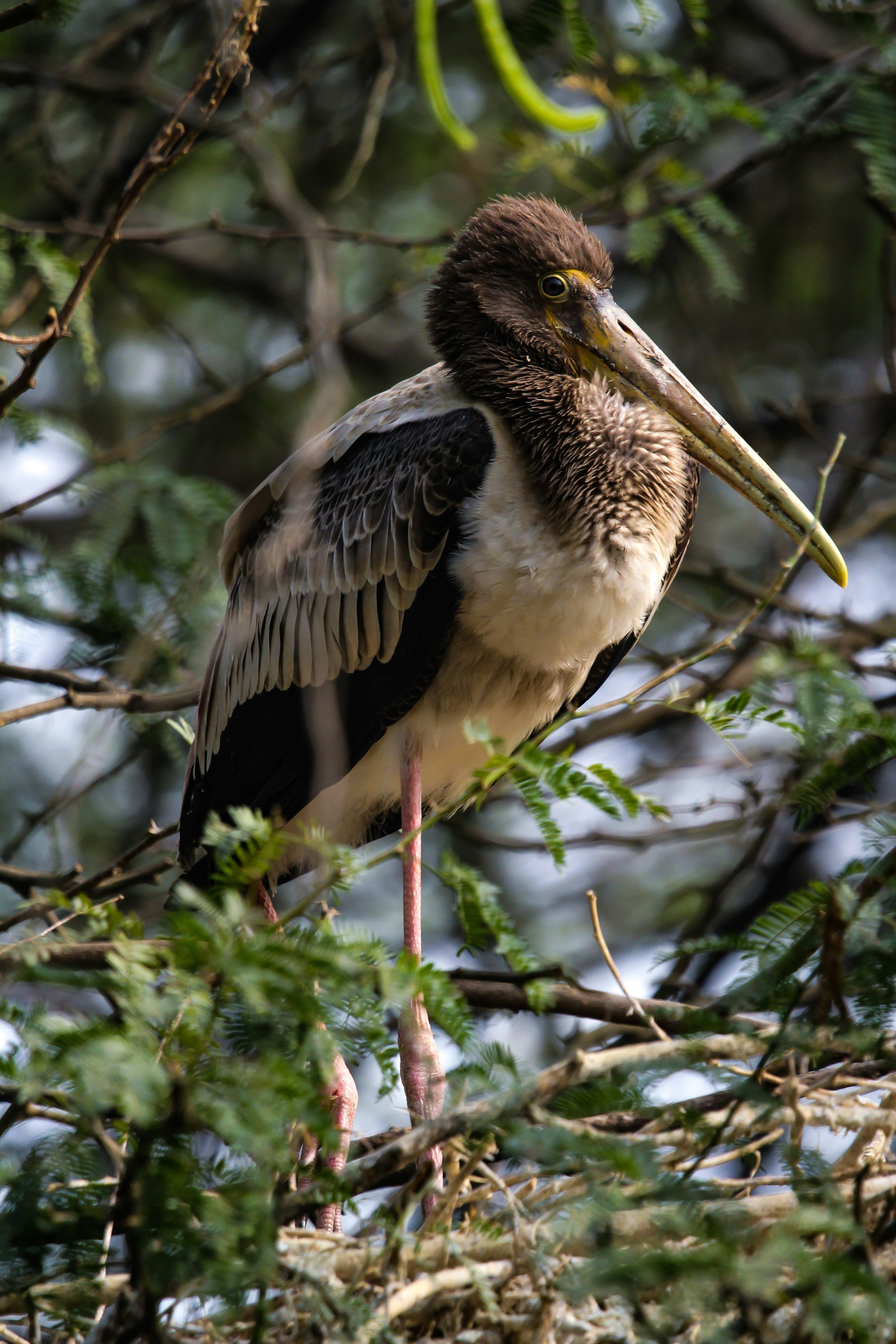 Photo by gupta_pranav28